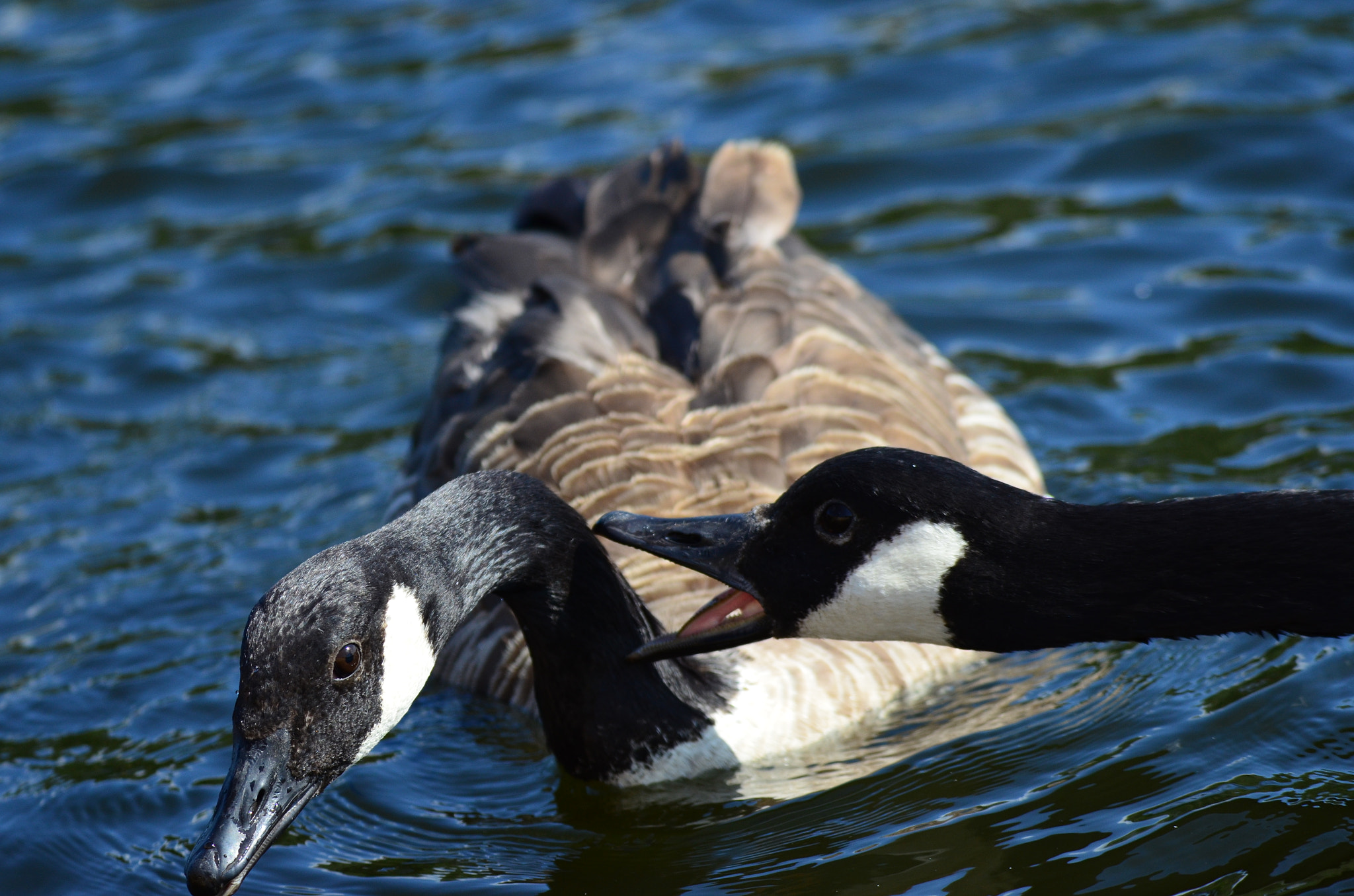 Nikon D5100 + Tamron SP 150-600mm F5-6.3 Di VC USD sample photo. Goose in water photography