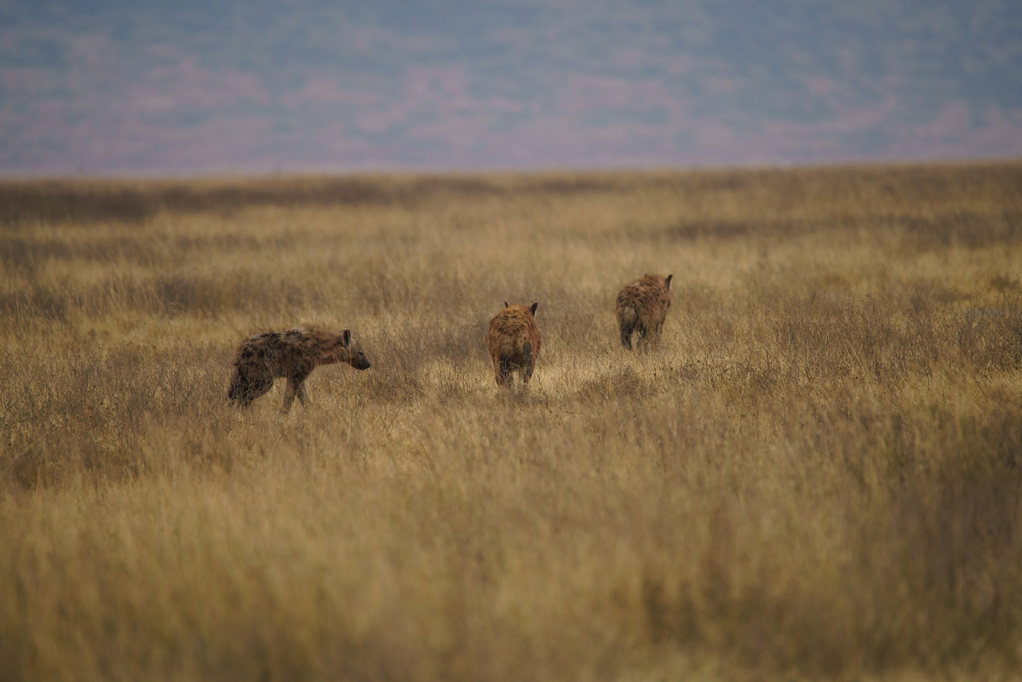 Sony a7R II + Tamron SP 150-600mm F5-6.3 Di VC USD sample photo. Spotted heyana's out for a kill photography