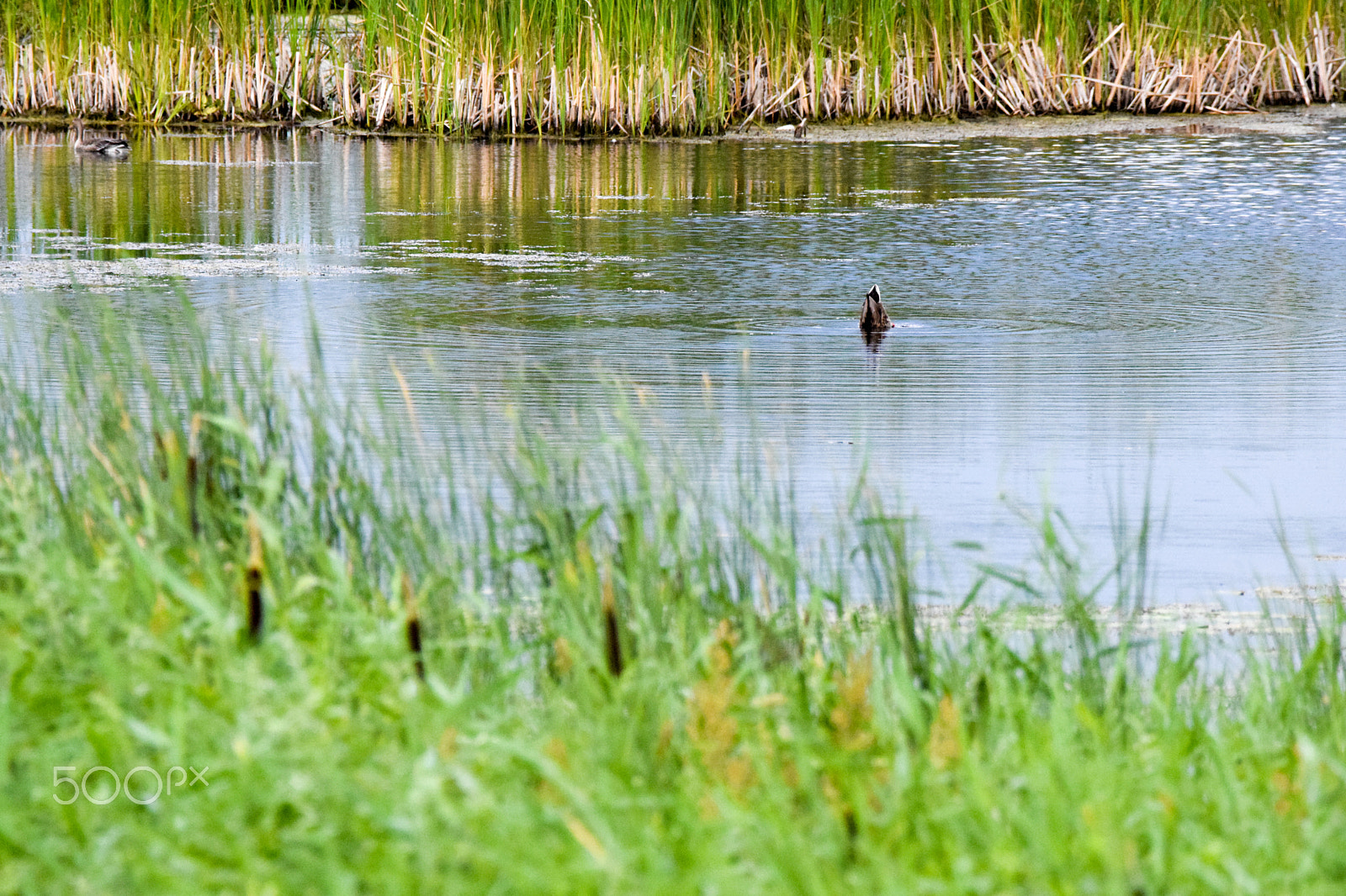 Tamron SP 150-600mm F5-6.3 Di VC USD sample photo. Navy duck looking for submarines? photography