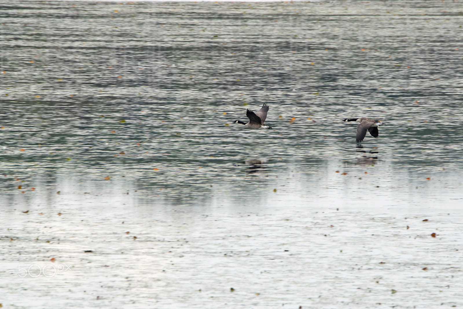 Tamron SP 150-600mm F5-6.3 Di VC USD sample photo. Goose couple speeding over the water photography