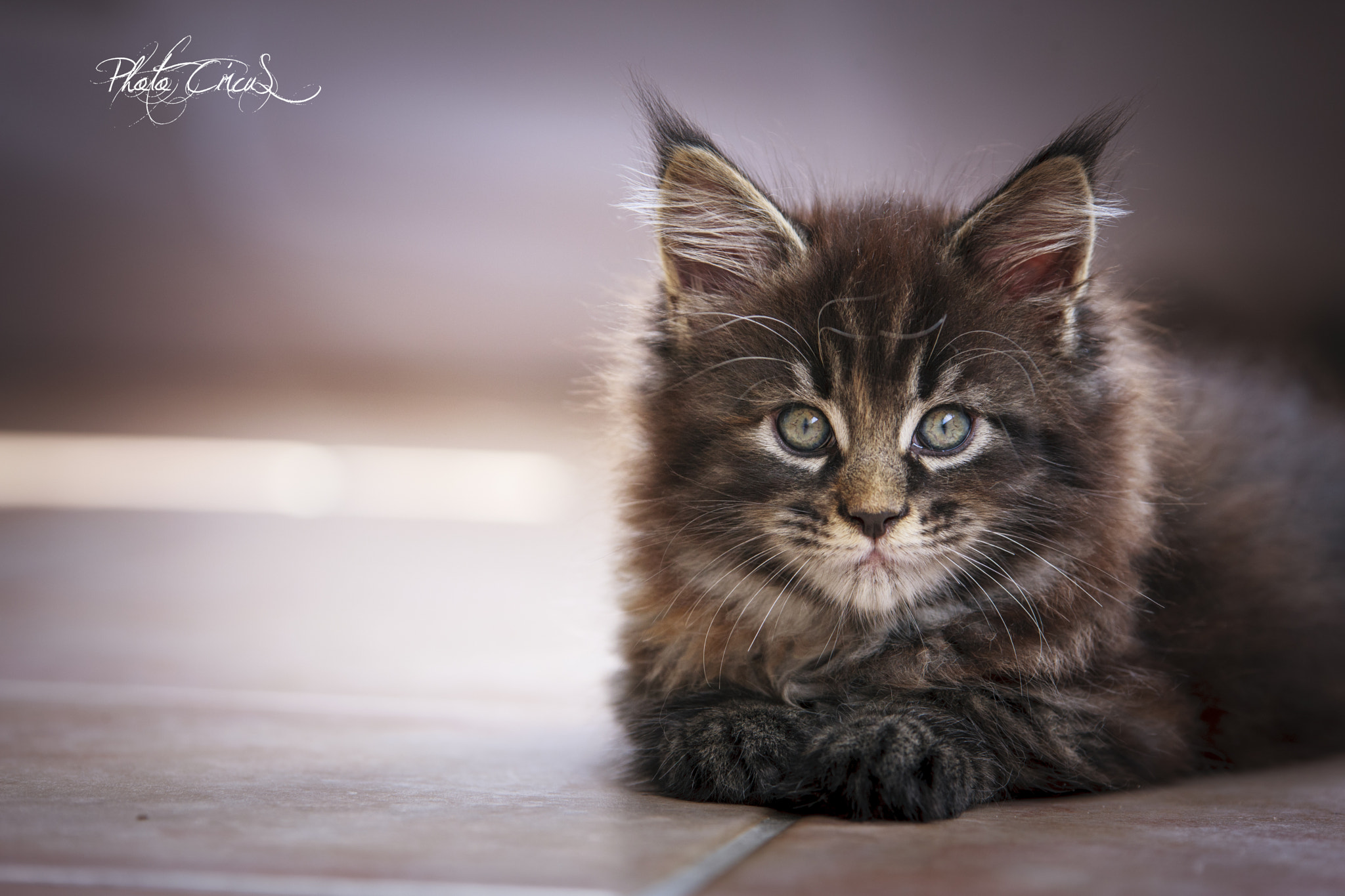 Sigma 70-200mm F2.8 EX DG OS HSM sample photo. Maine coon photography