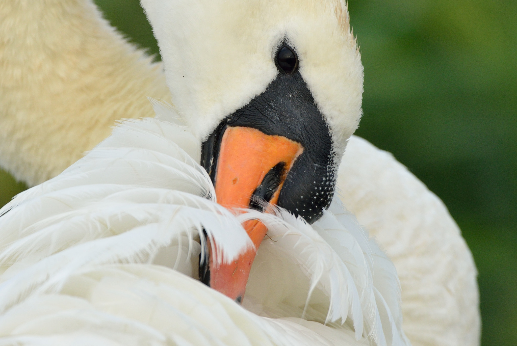 Nikon D600 + Nikon AF-S Nikkor 500mm F4G ED VR sample photo. Knobbelzwaan photography