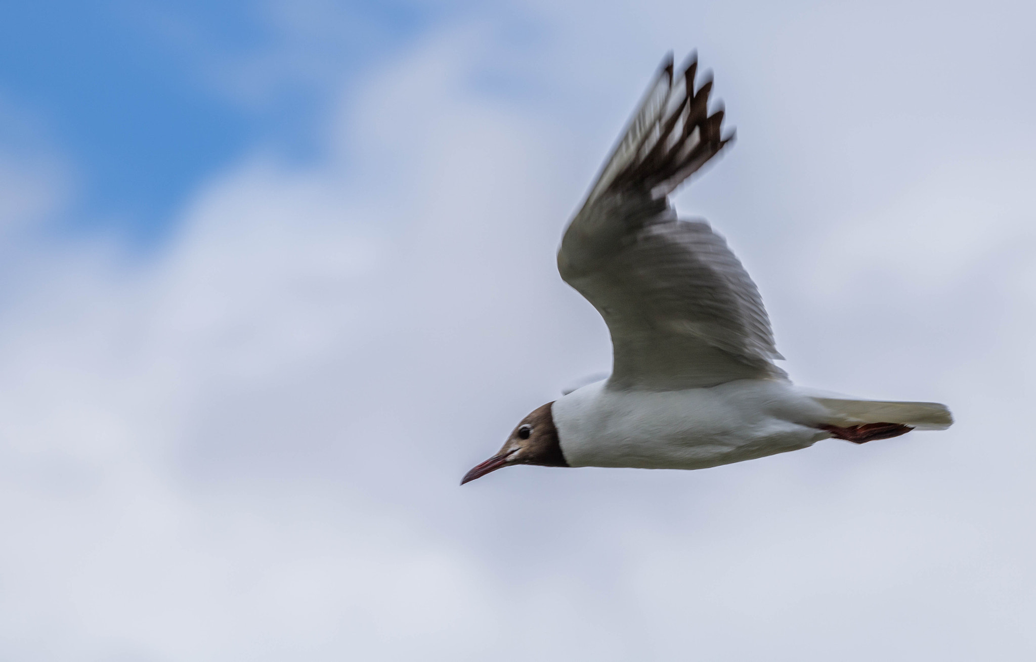 Canon EOS 750D (EOS Rebel T6i / EOS Kiss X8i) + Canon EF 70-200mm F4L IS USM sample photo. Black headed gull 1 photography
