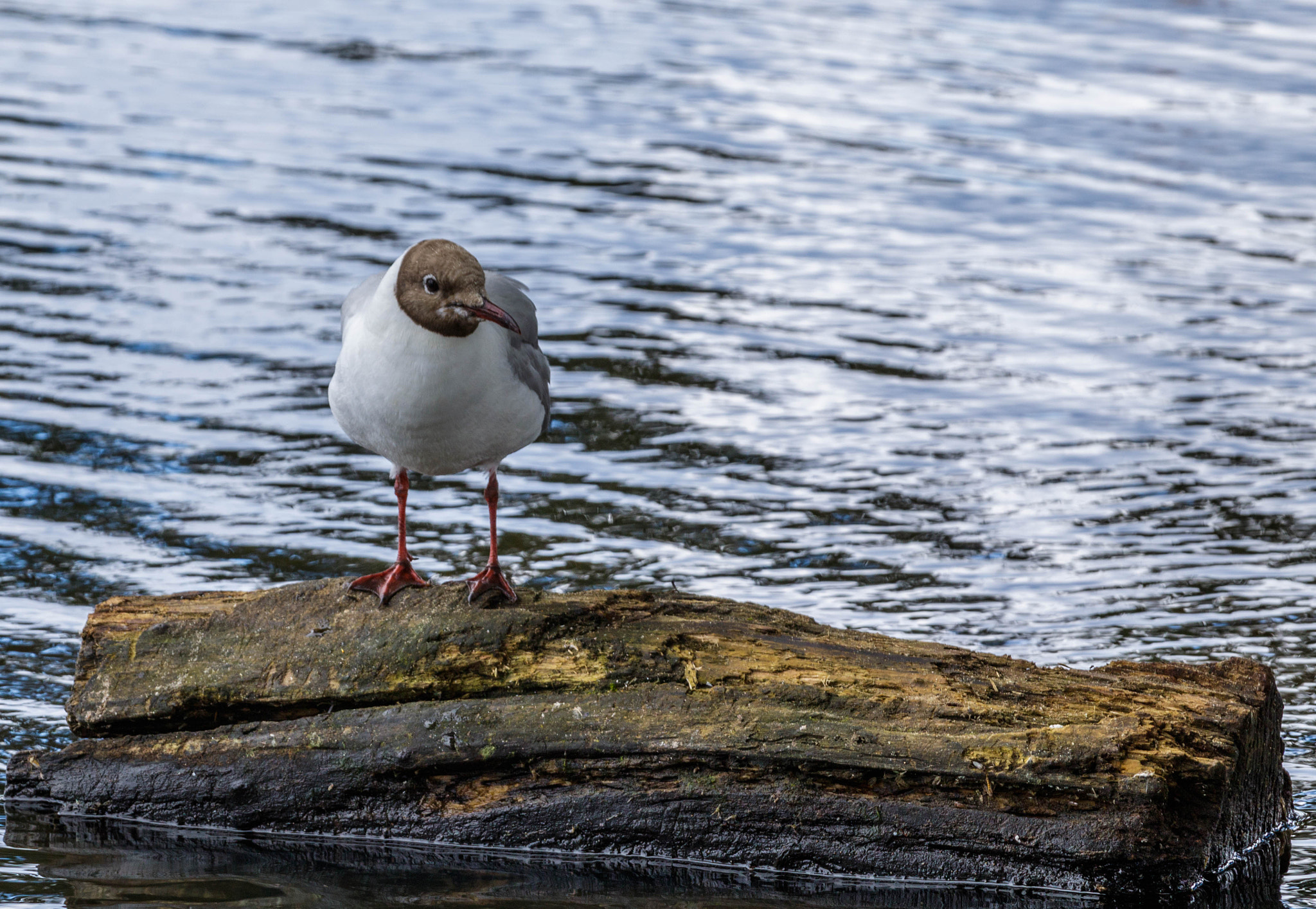 Canon EOS 750D (EOS Rebel T6i / EOS Kiss X8i) + Canon EF 70-200mm F4L IS USM sample photo. Black headed gull 2 photography