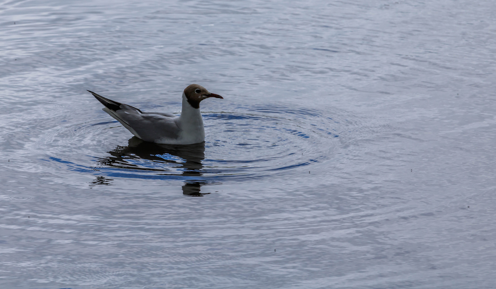 Canon EOS 750D (EOS Rebel T6i / EOS Kiss X8i) + Canon EF 70-200mm F4L IS USM sample photo. Black headed gull 3 photography