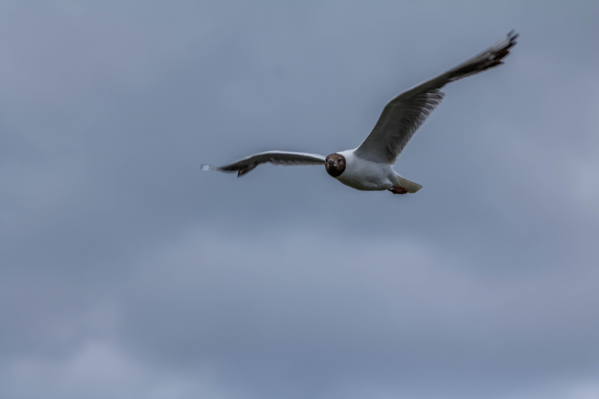 Canon EOS 750D (EOS Rebel T6i / EOS Kiss X8i) + Canon EF 70-200mm F4L IS USM sample photo. Black headed gull 4 photography