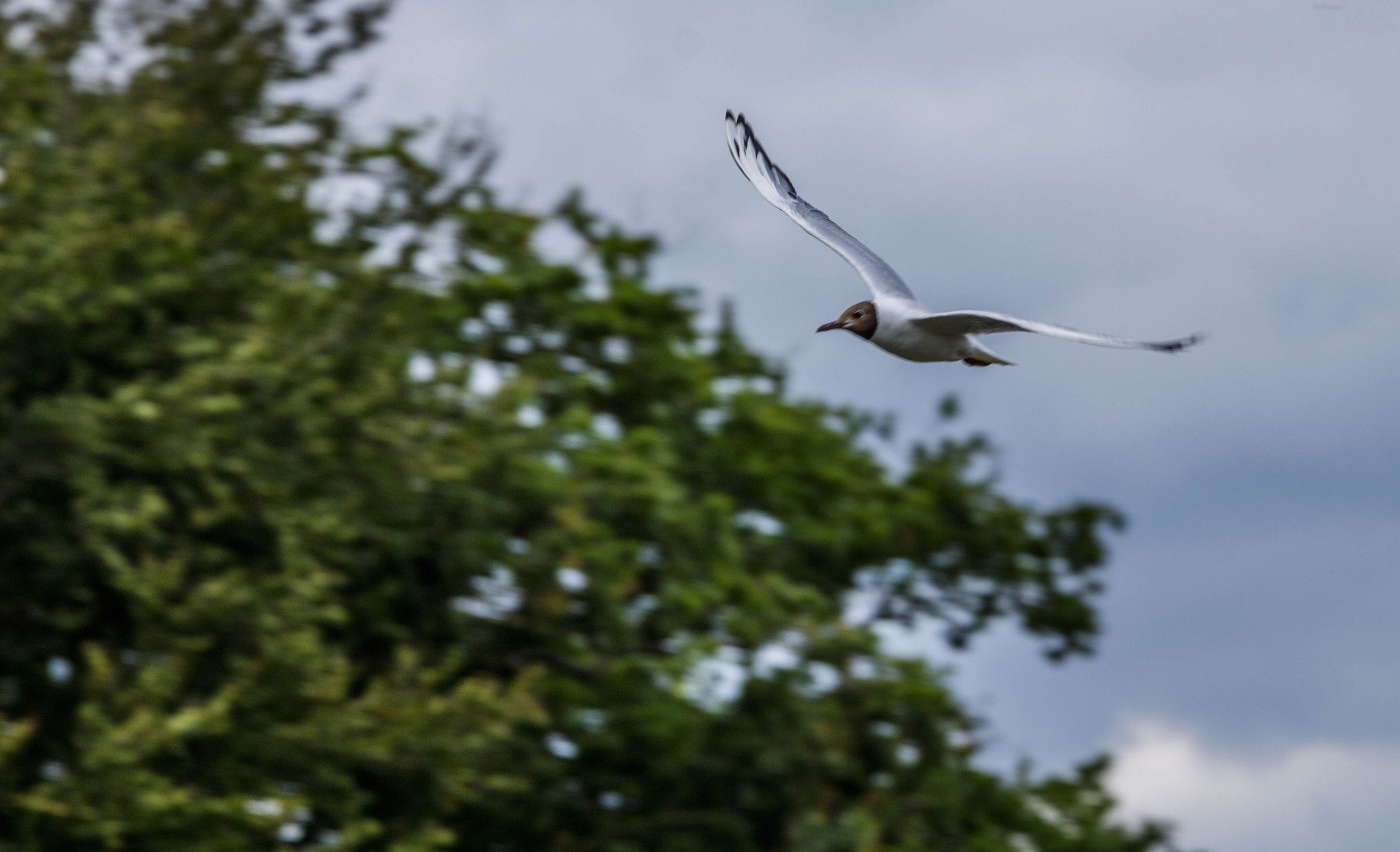 Canon EOS 750D (EOS Rebel T6i / EOS Kiss X8i) + Canon EF 70-200mm F4L IS USM sample photo. Black headed gull 5 photography