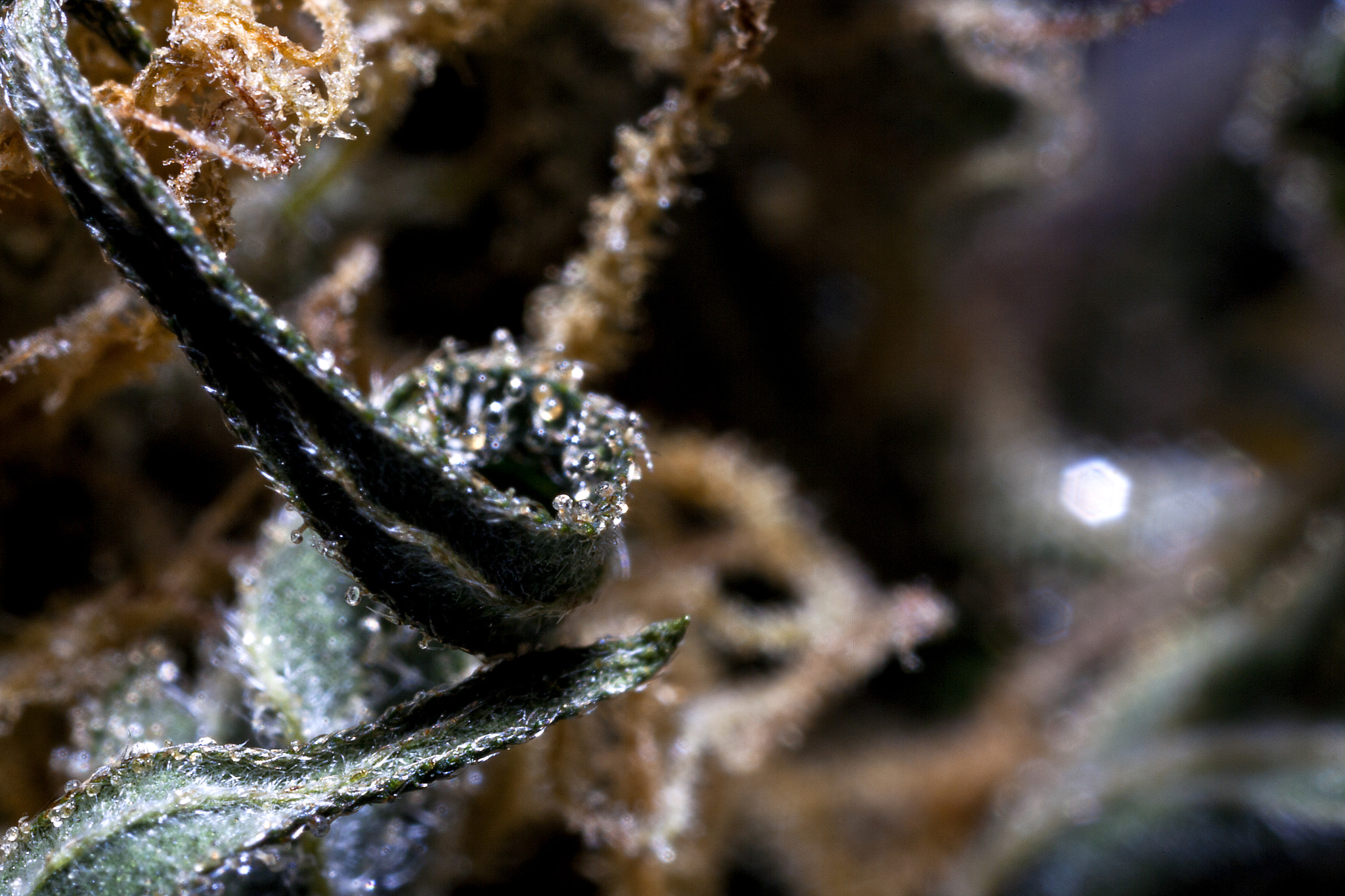 Canon MP-E 65mm F2.5 1-5x Macro Photo sample photo. Ghost train haze photography