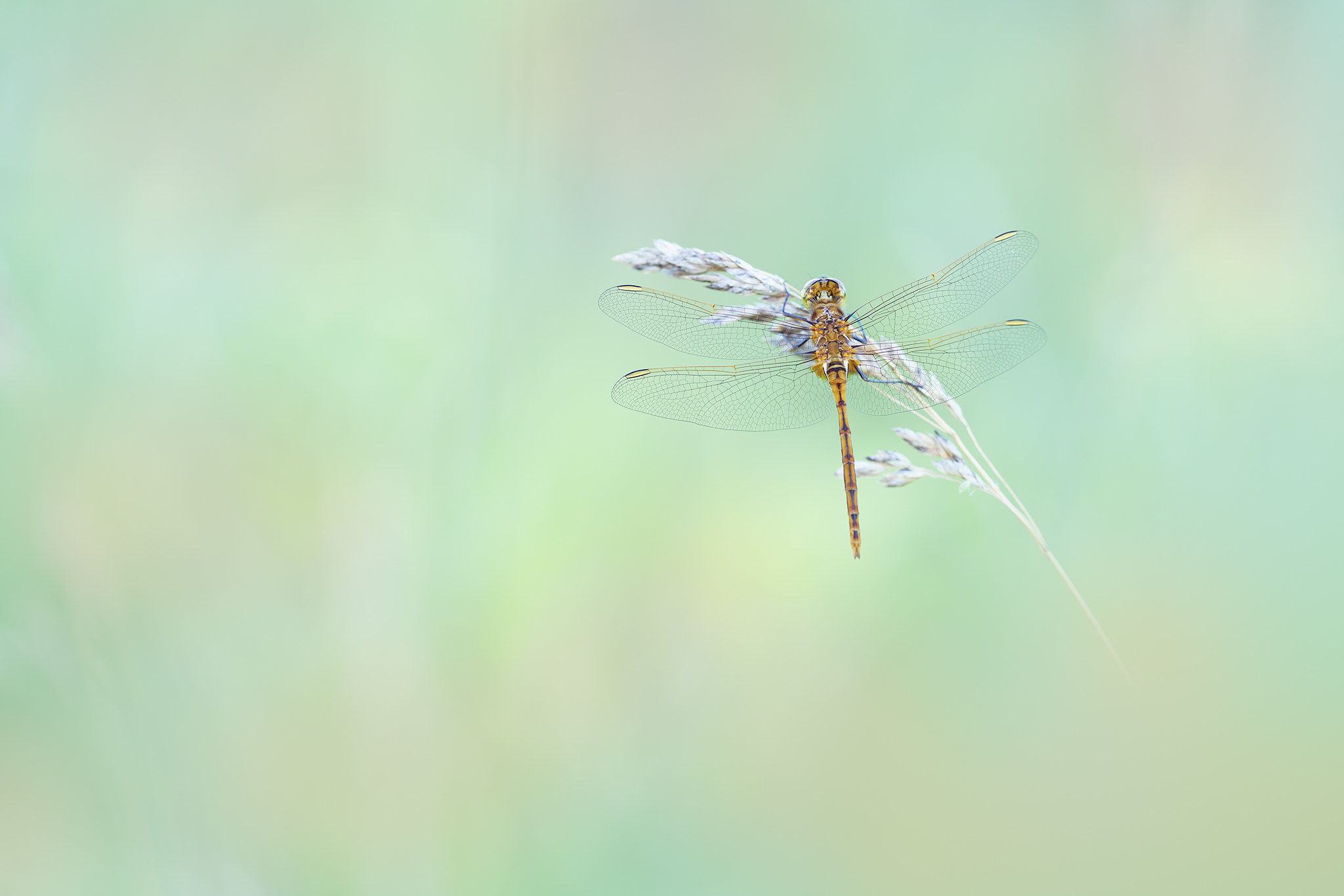 Sony a7R II + 70-200mm F2.8 sample photo. Dragonfly photography
