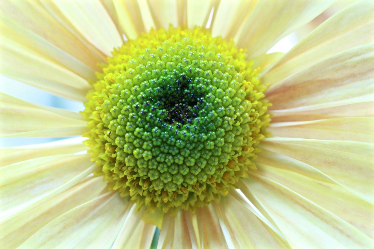 Canon EOS 60D + Canon EF 50mm F2.5 Macro sample photo. Flower macro 3 photography