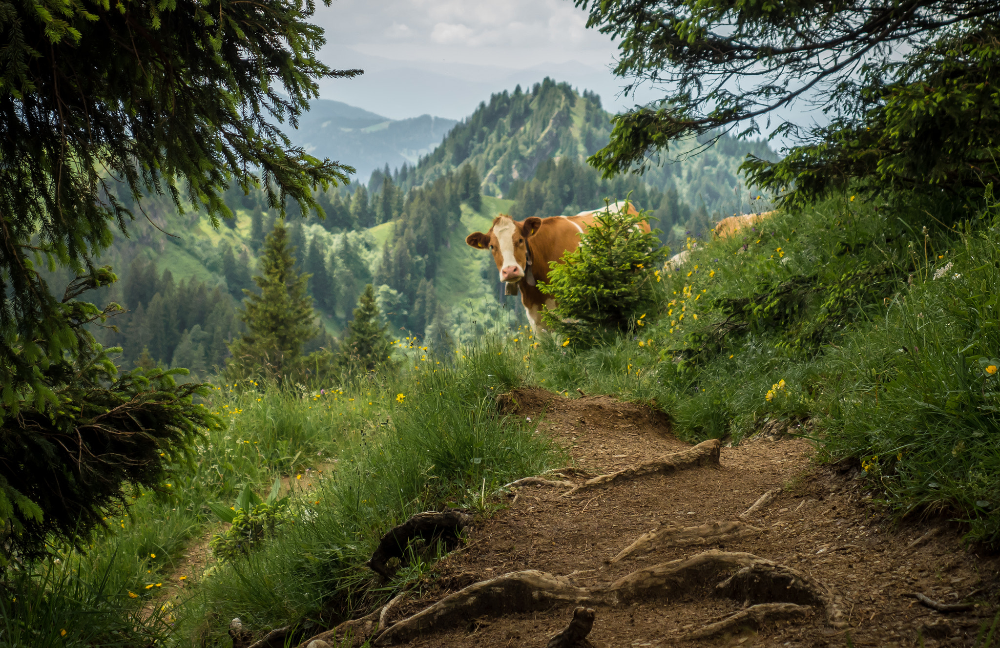 LUMIX G VARIO 14-42/F3.5-5.6 II sample photo. Cow photography
