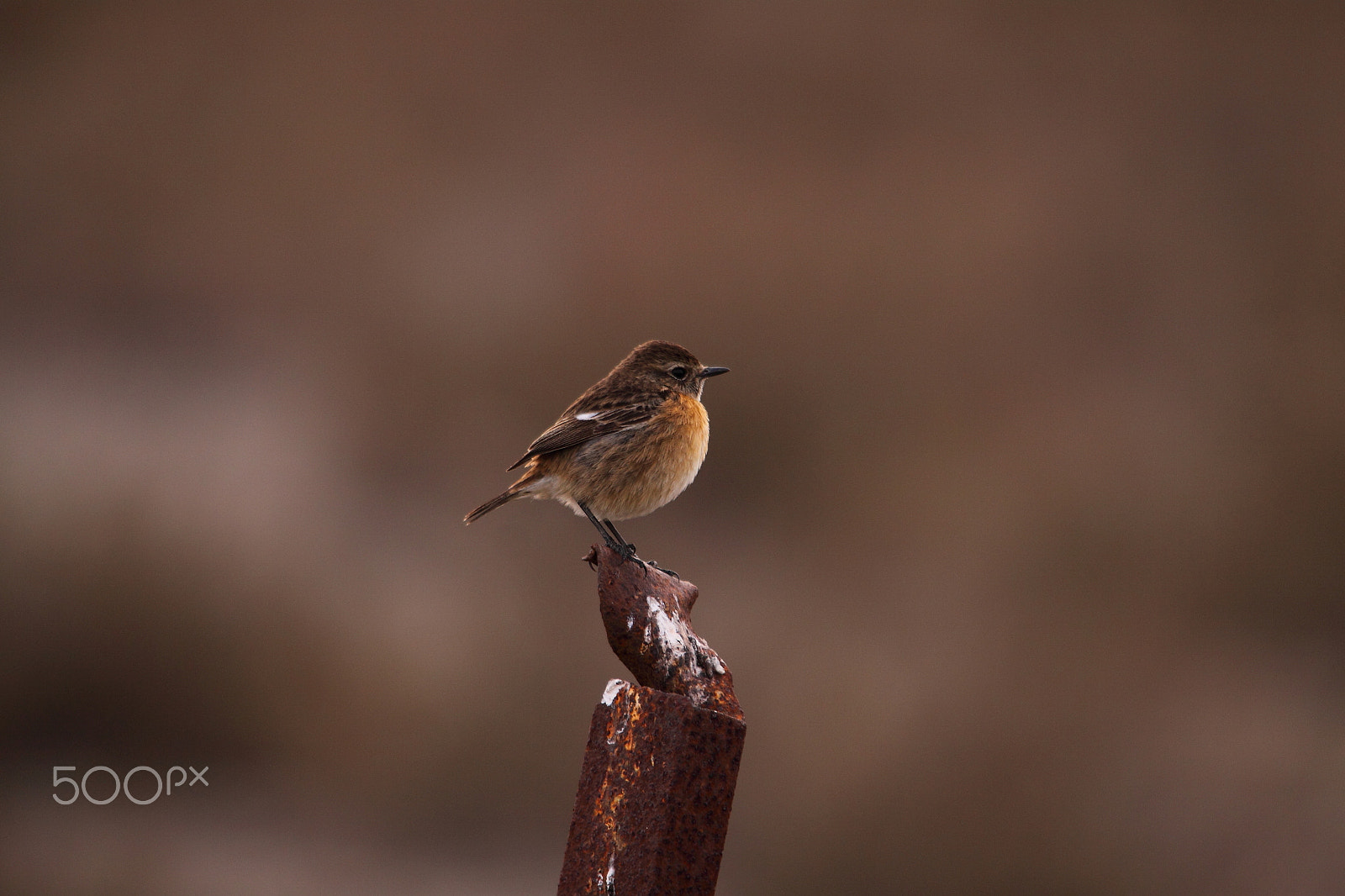 Canon 150-500mm sample photo. Tarabilla photography