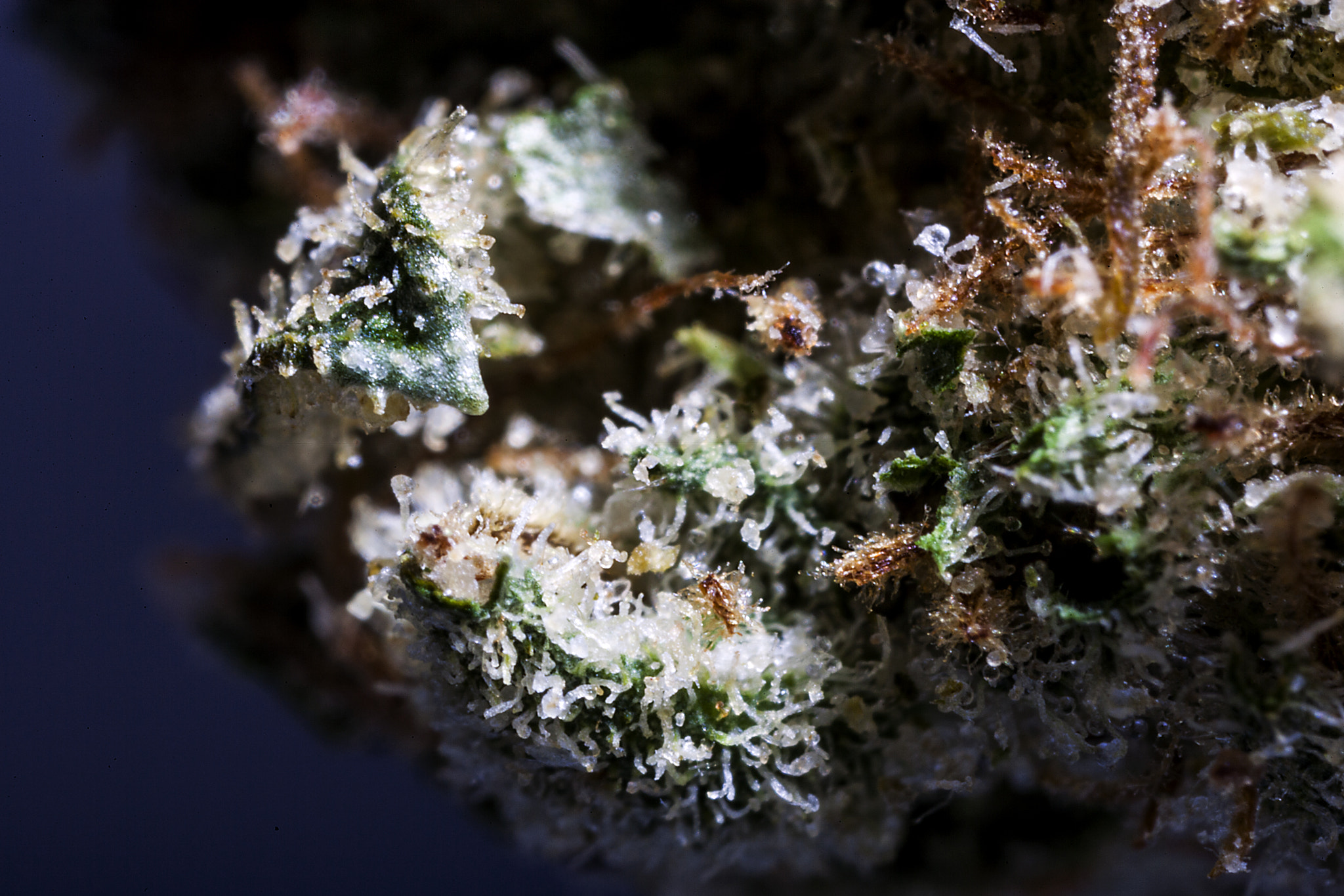 Canon MP-E 65mm F2.5 1-5x Macro Photo sample photo. Goji photography