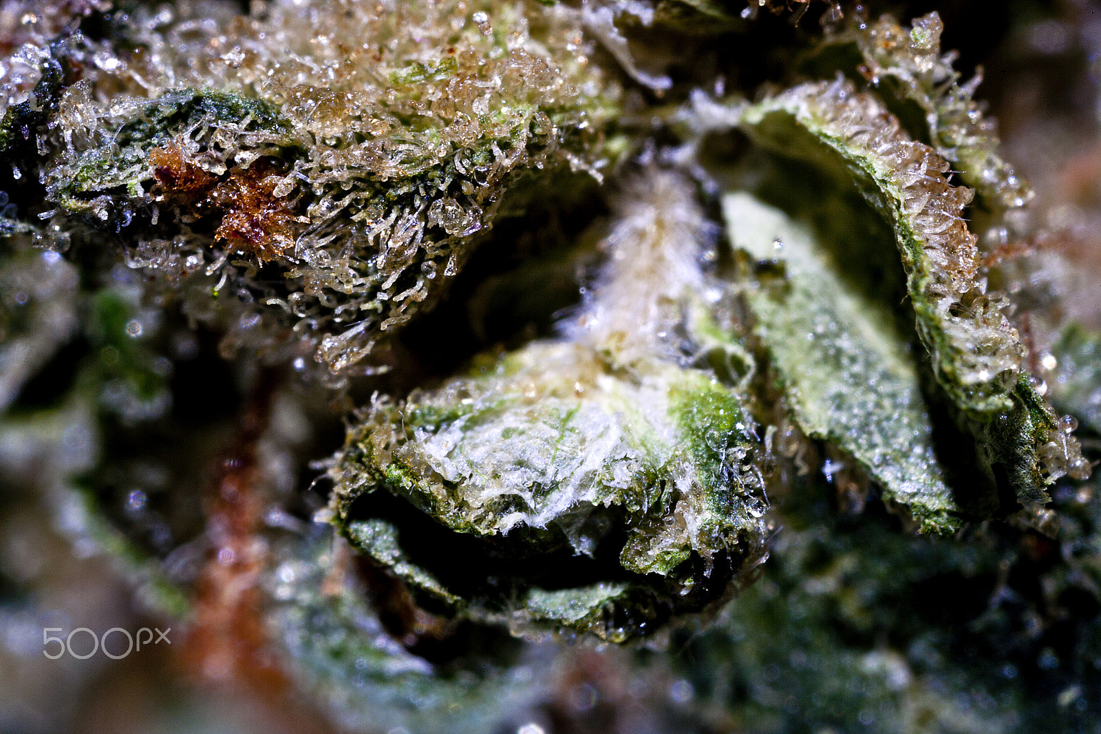 Canon MP-E 65mm F2.5 1-5x Macro Photo sample photo. Deathstar photography