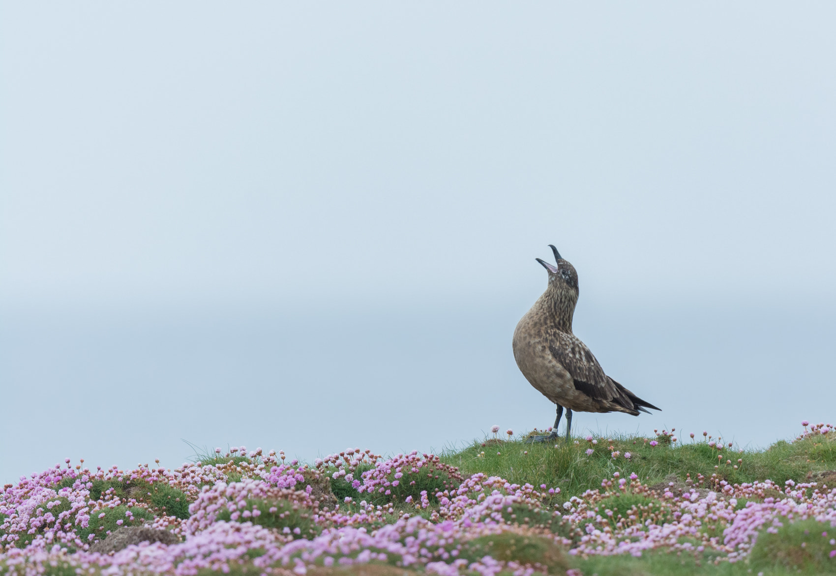 Nikon D7100 + Nikon AF-S Nikkor 500mm F4G ED VR sample photo. Grote jager photography