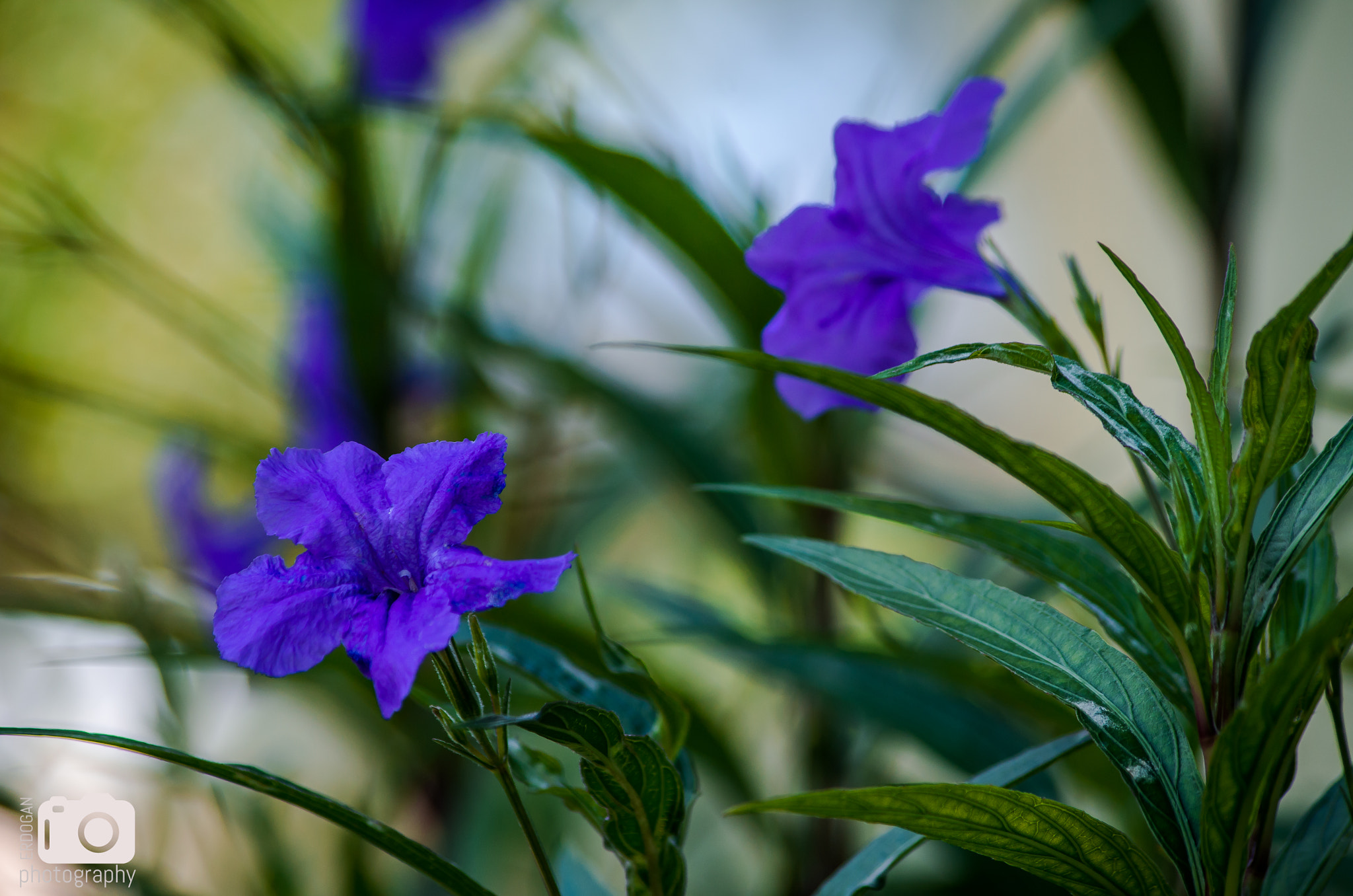 HD Pentax DA 55-300mm F4.0-5.8 ED WR sample photo. Purple! photography
