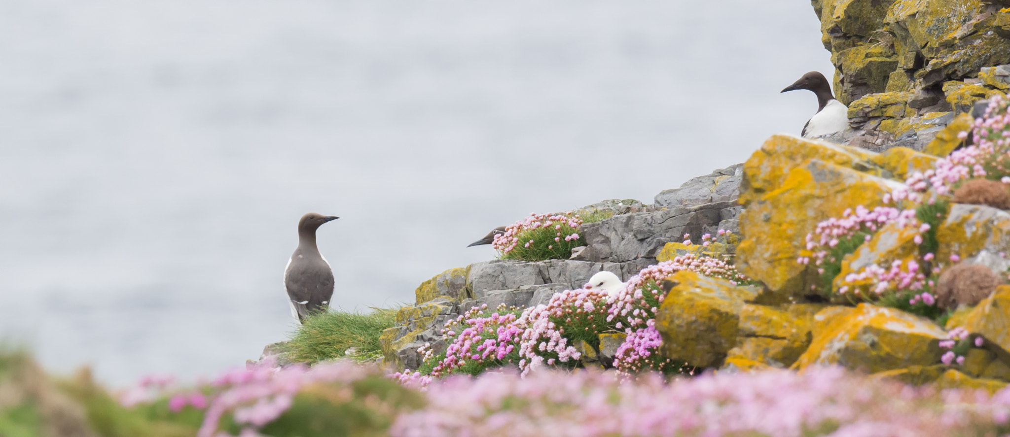 Nikon D7100 + Nikon AF-S Nikkor 500mm F4G ED VR sample photo. Zeekoet - photography