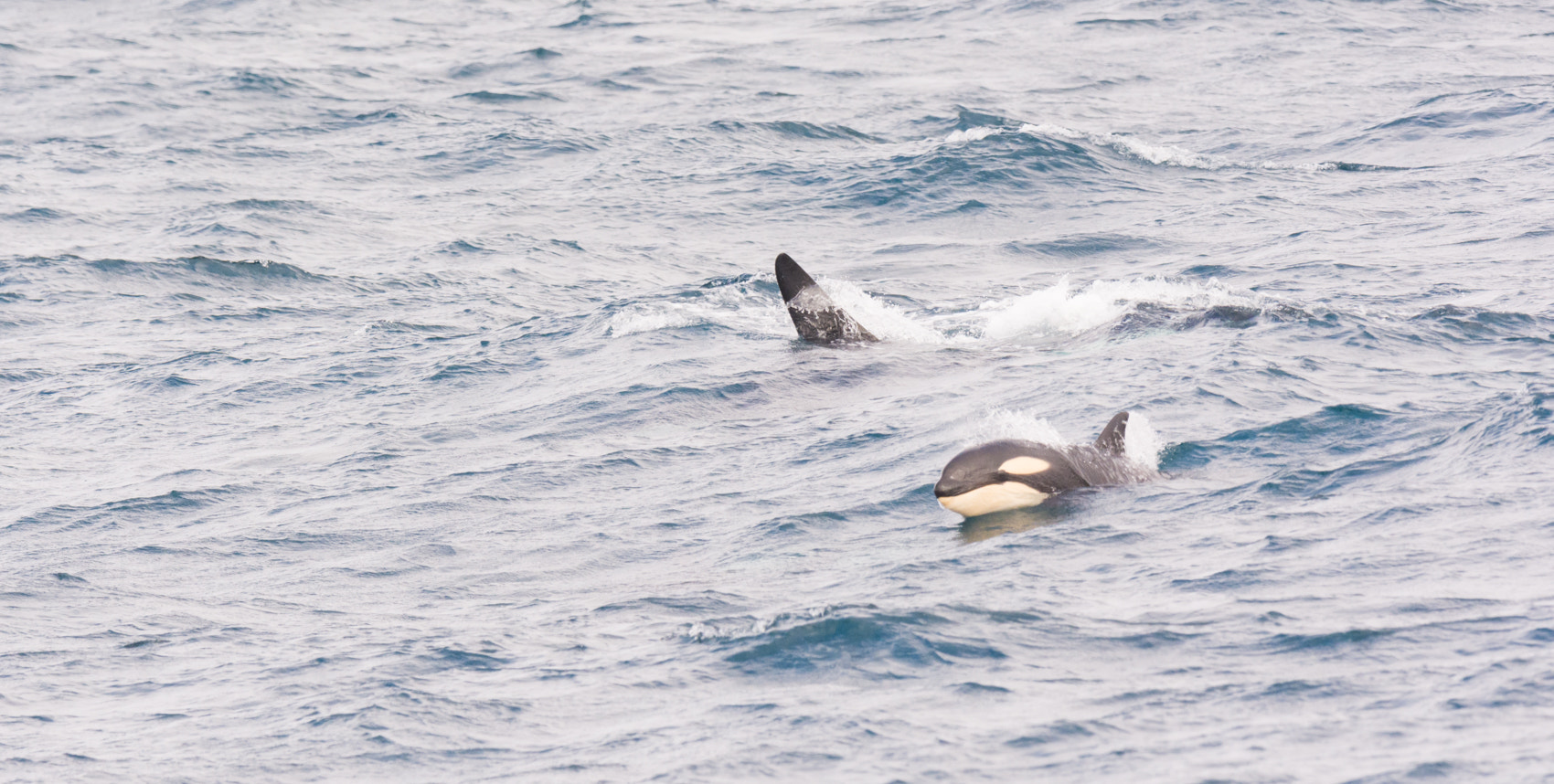 Nikon D7100 + Nikon AF-S Nikkor 500mm F4G ED VR sample photo. Orka - killer whale photography