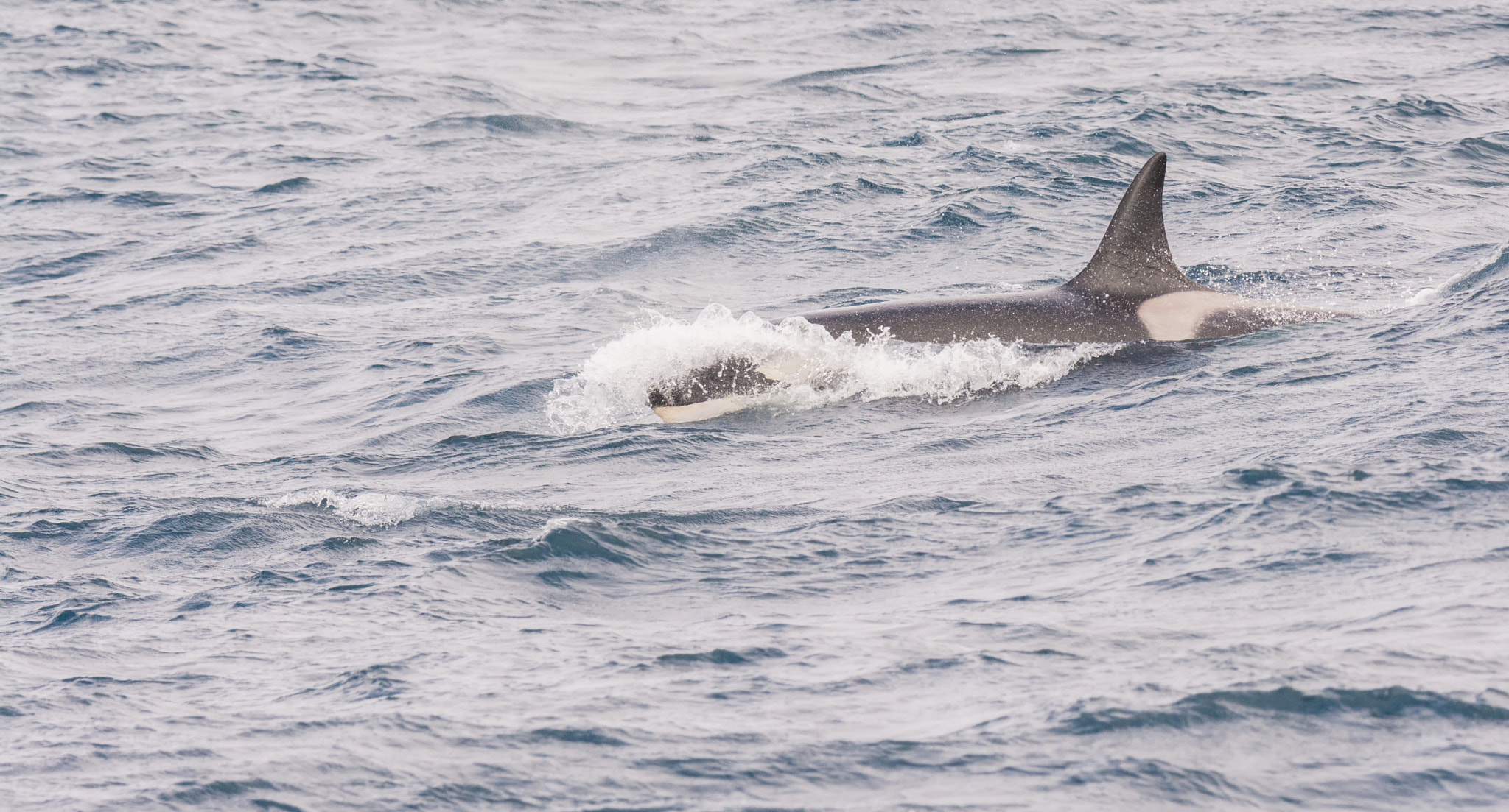 Nikon D7100 + Nikon AF-S Nikkor 500mm F4G ED VR sample photo. Orka - killer whale photography