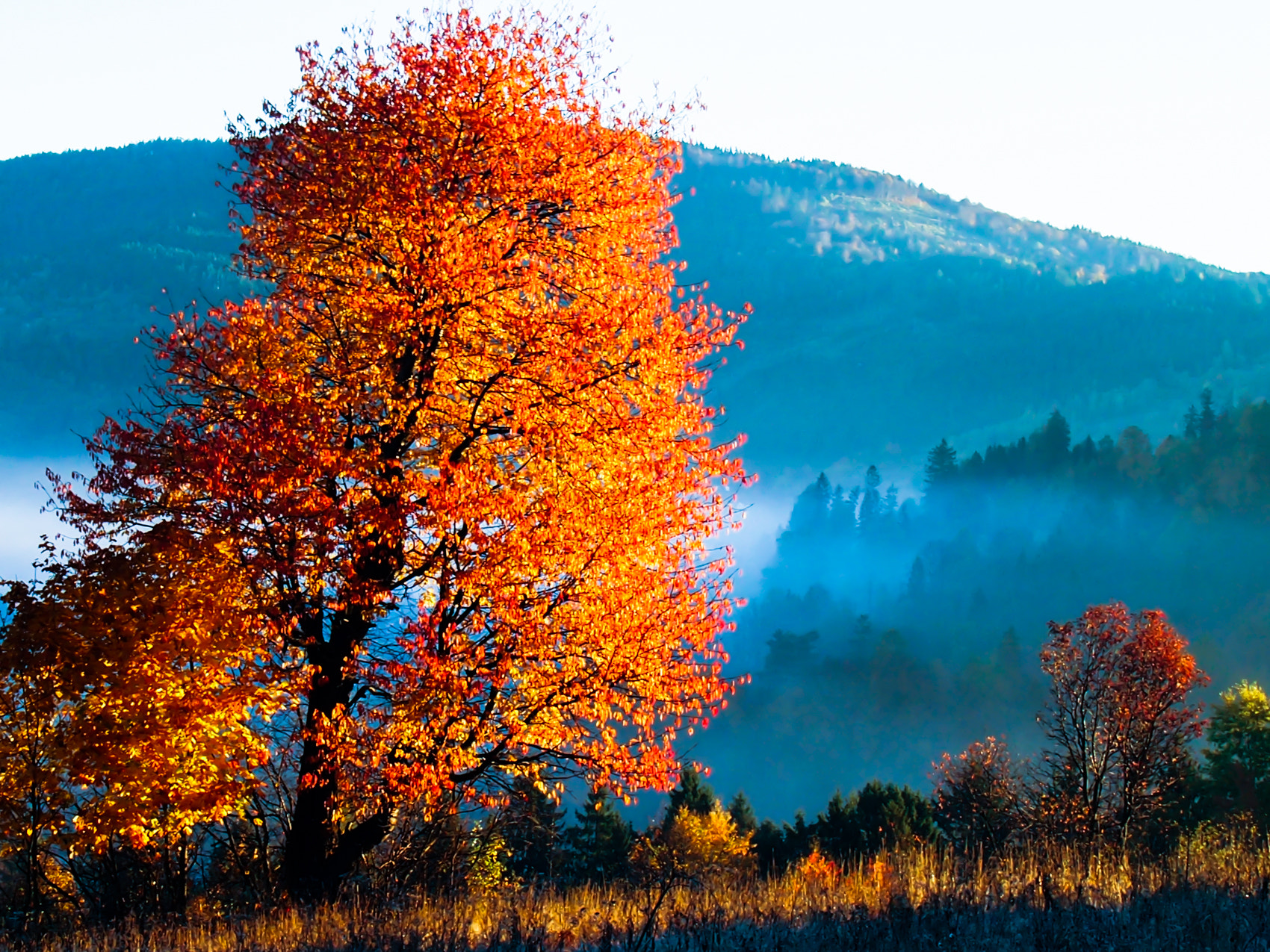 Olympus PEN E-PL3 sample photo. Golden tree photography