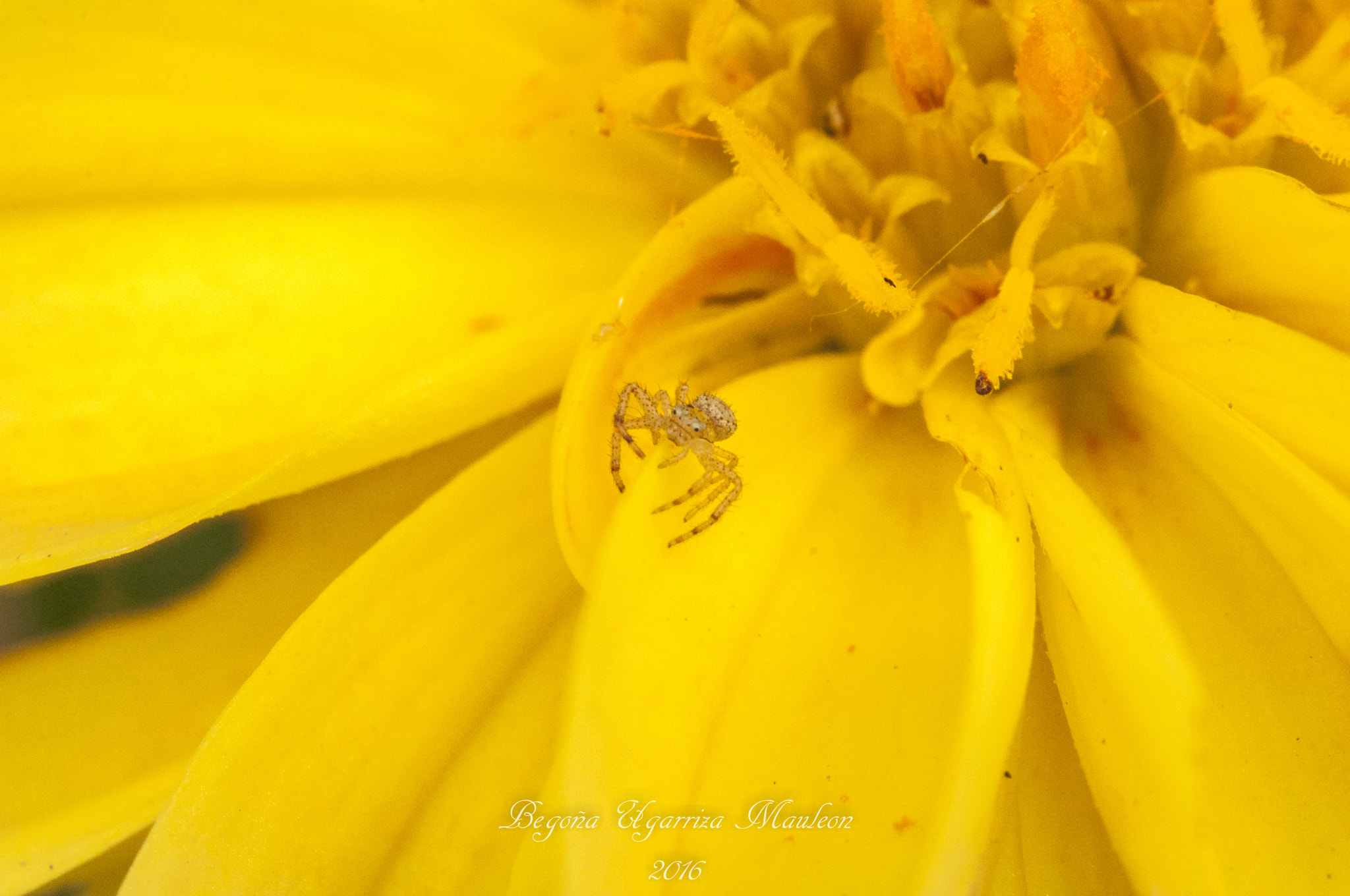 Sigma 105mm F2.8 EX DG OS HSM sample photo. Araña de caza photography