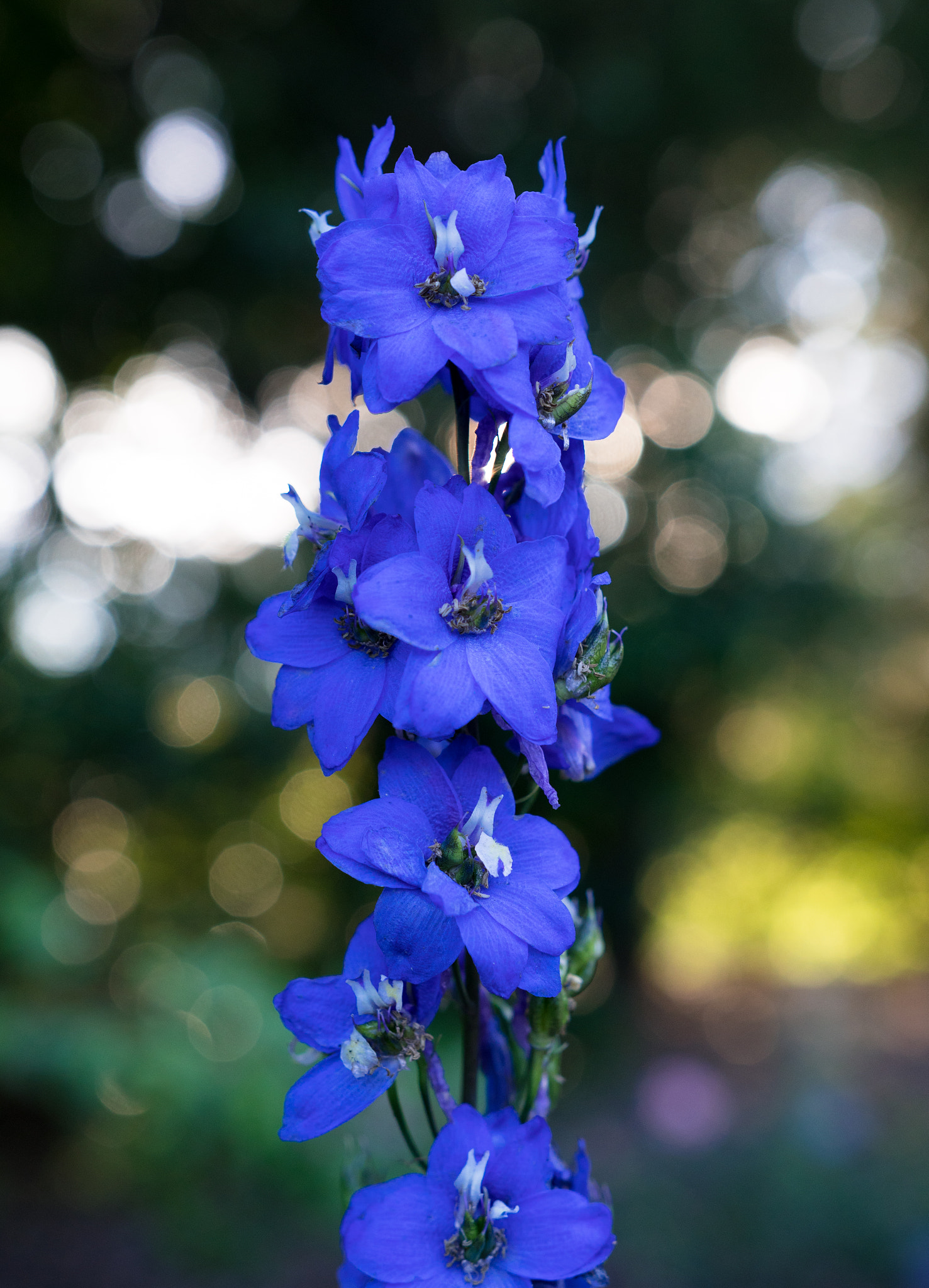 Sony a6300 + 18-35mm F1.8 DC HSM | Art 013 sample photo. Blue photography