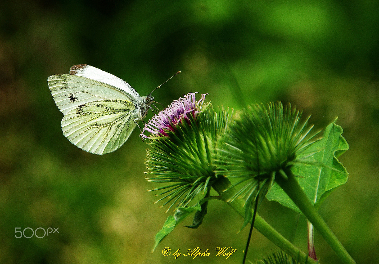 Pentax K10D + Sigma 18-200mm F3.5-6.3 DC sample photo. Butterfly photography