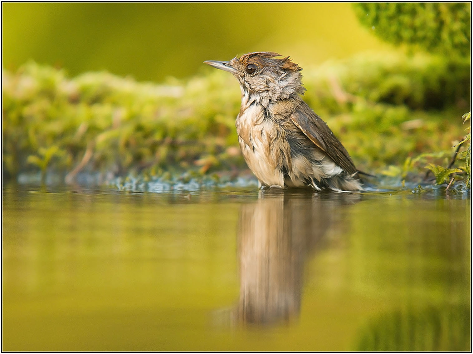 Sony Alpha DSLR-A550 + Sigma 30mm F1.4 EX DC HSM sample photo. Female blackcap enjoys summertime,too :) photography