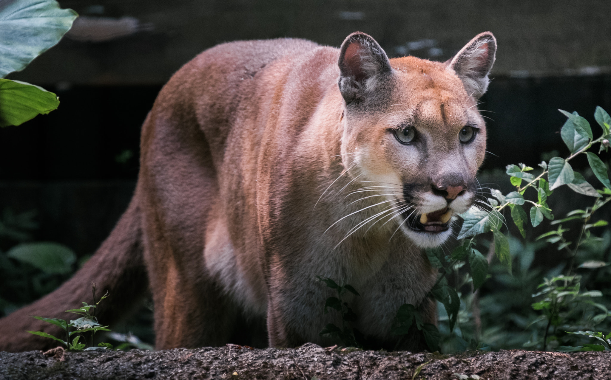 Fujifilm X-T1 + Fujifilm XC 50-230mm F4.5-6.7 OIS II sample photo. Gaze. photography