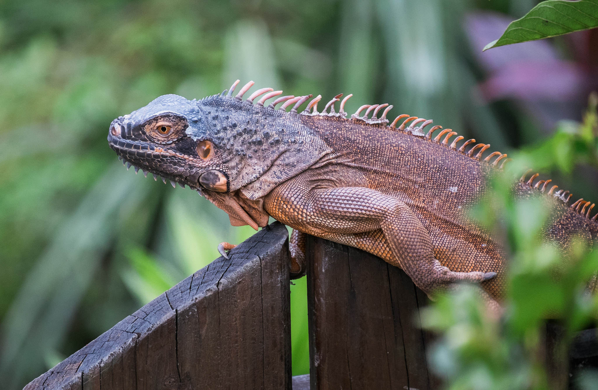 Fujifilm X-T1 + Fujifilm XC 50-230mm F4.5-6.7 OIS II sample photo. Iguana in balance. photography