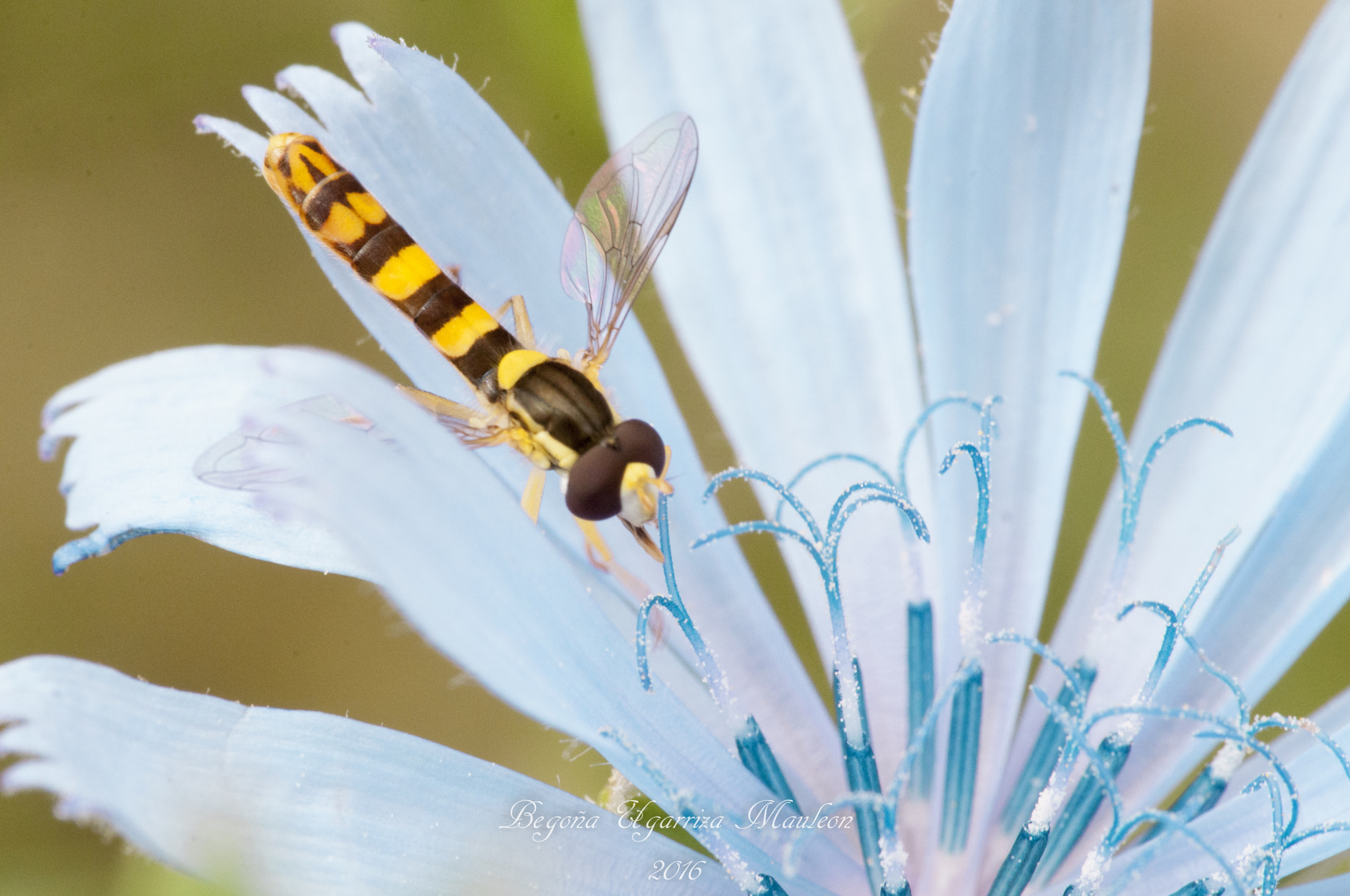 Sigma 105mm F2.8 EX DG OS HSM sample photo. Sobrevolando photography
