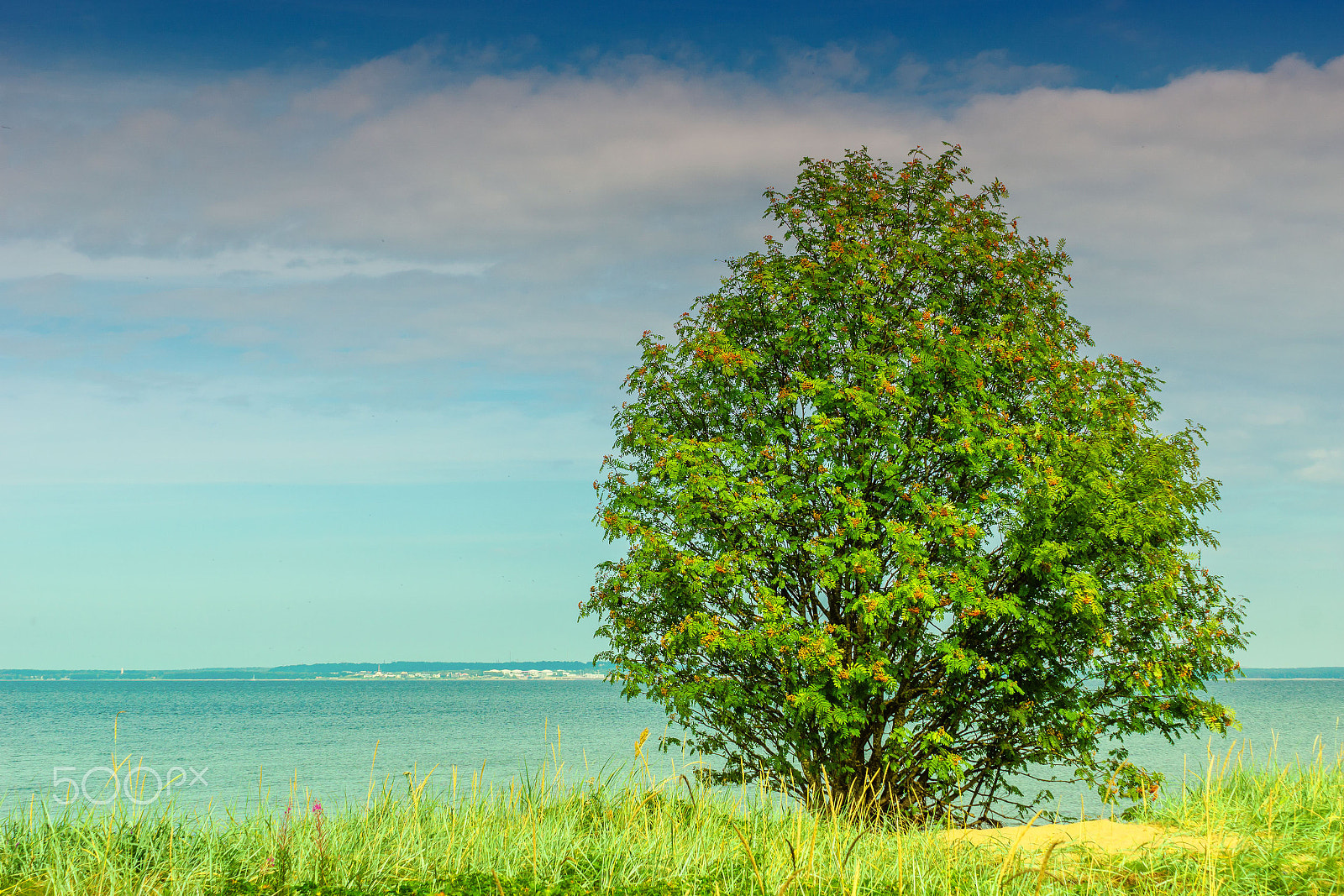 Sony a6000 + Sony FE 28-70mm F3.5-5.6 OSS sample photo. Tree at the baltic sea photography