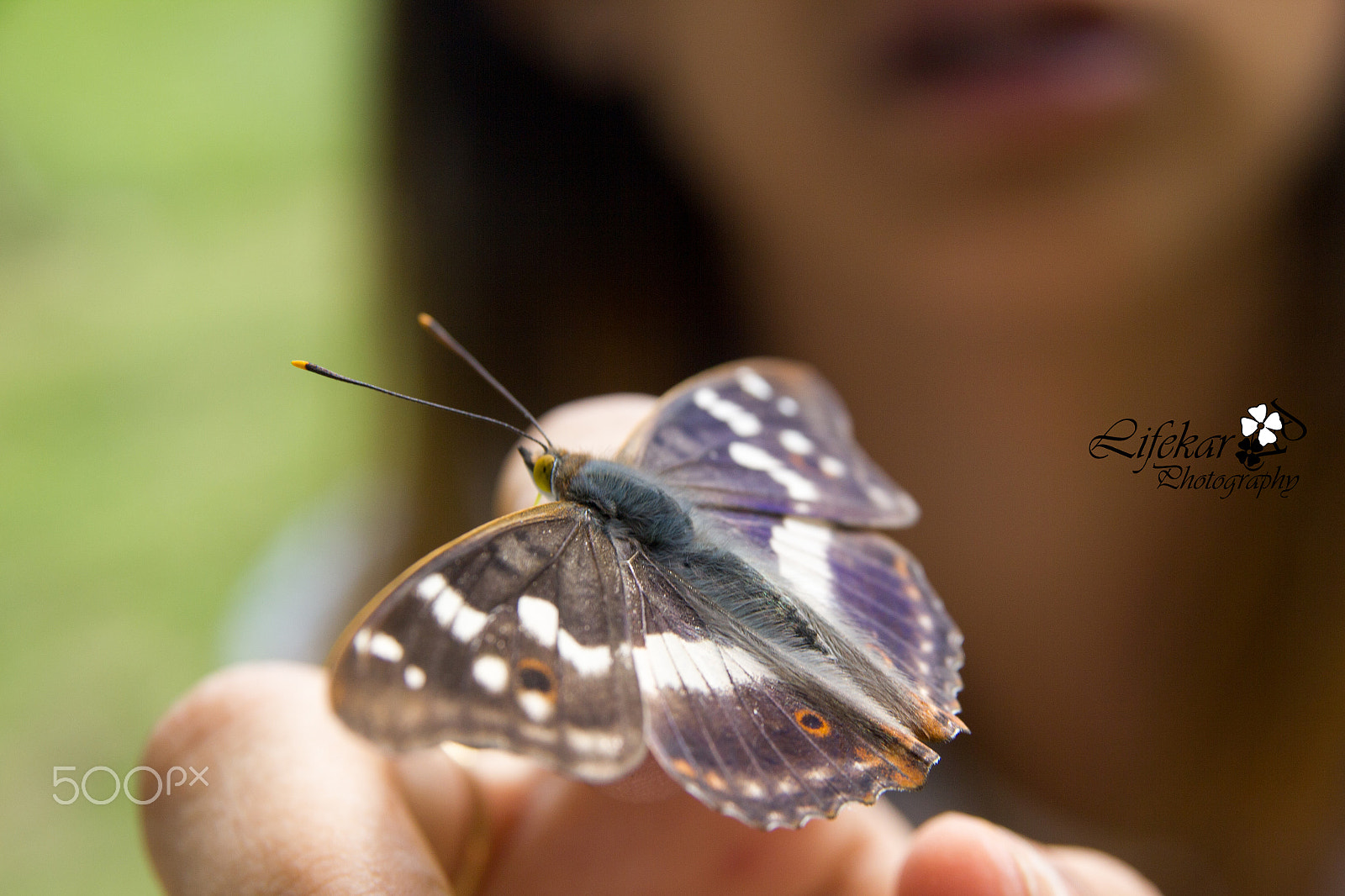Sigma 17-70mm F2.8-4 DC Macro OS HSM sample photo. Mariposa in session¡¡¡¡¡¡ photography