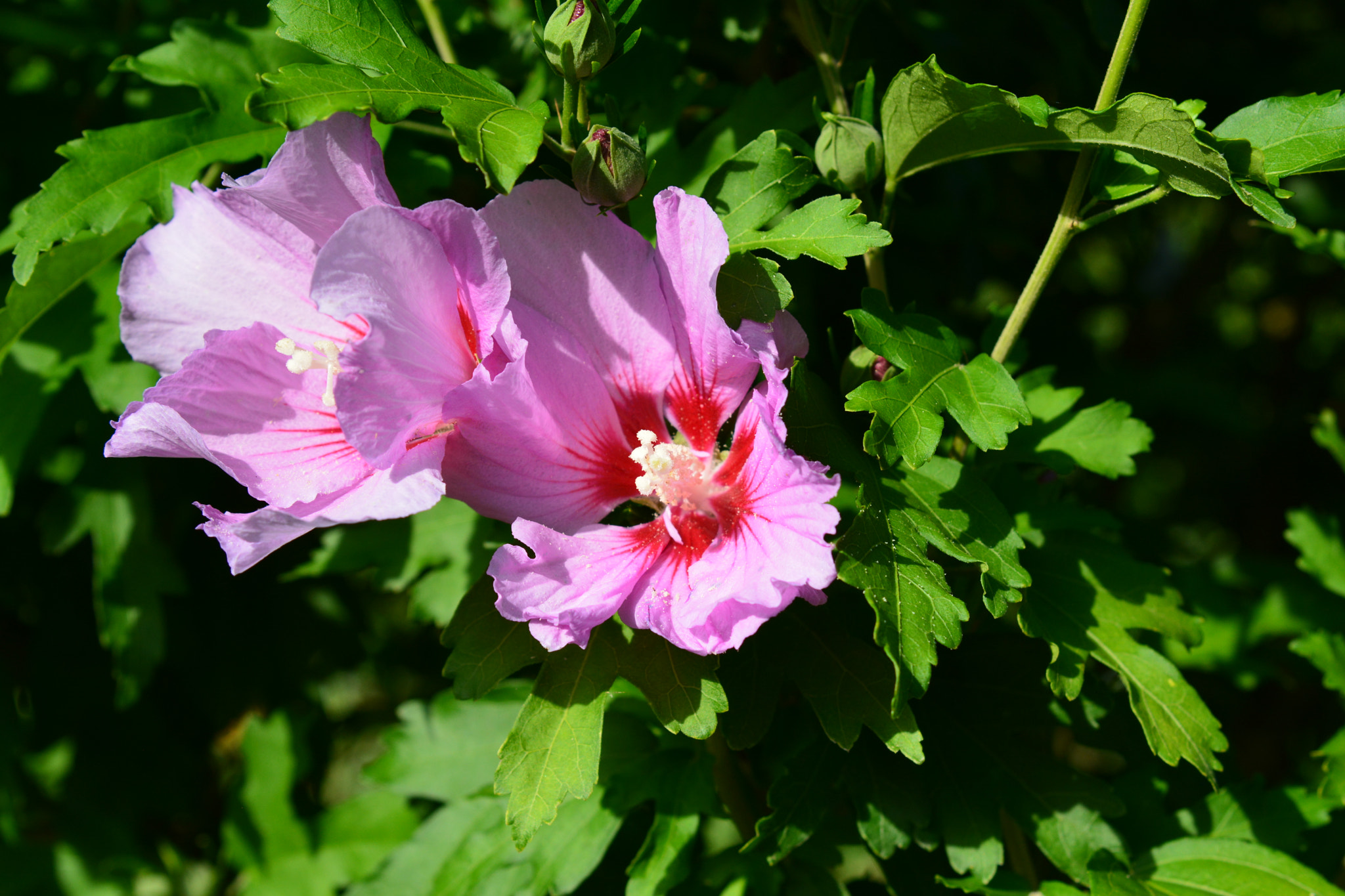 Nikon AF-S Nikkor 24-120mm F4G ED VR sample photo. Fleur photography