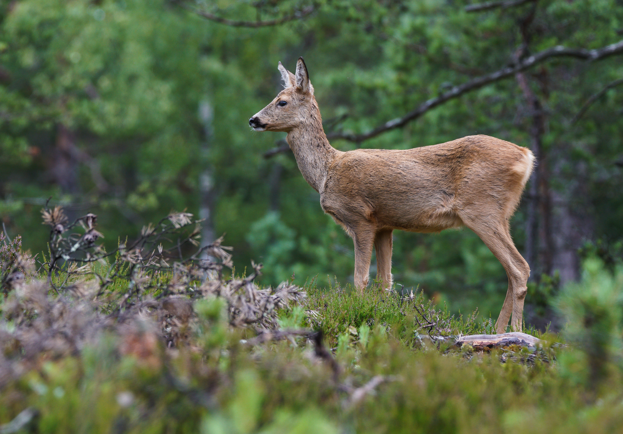 Sony a7R II + Tamron SP 150-600mm F5-6.3 Di VC USD sample photo. Deer photography