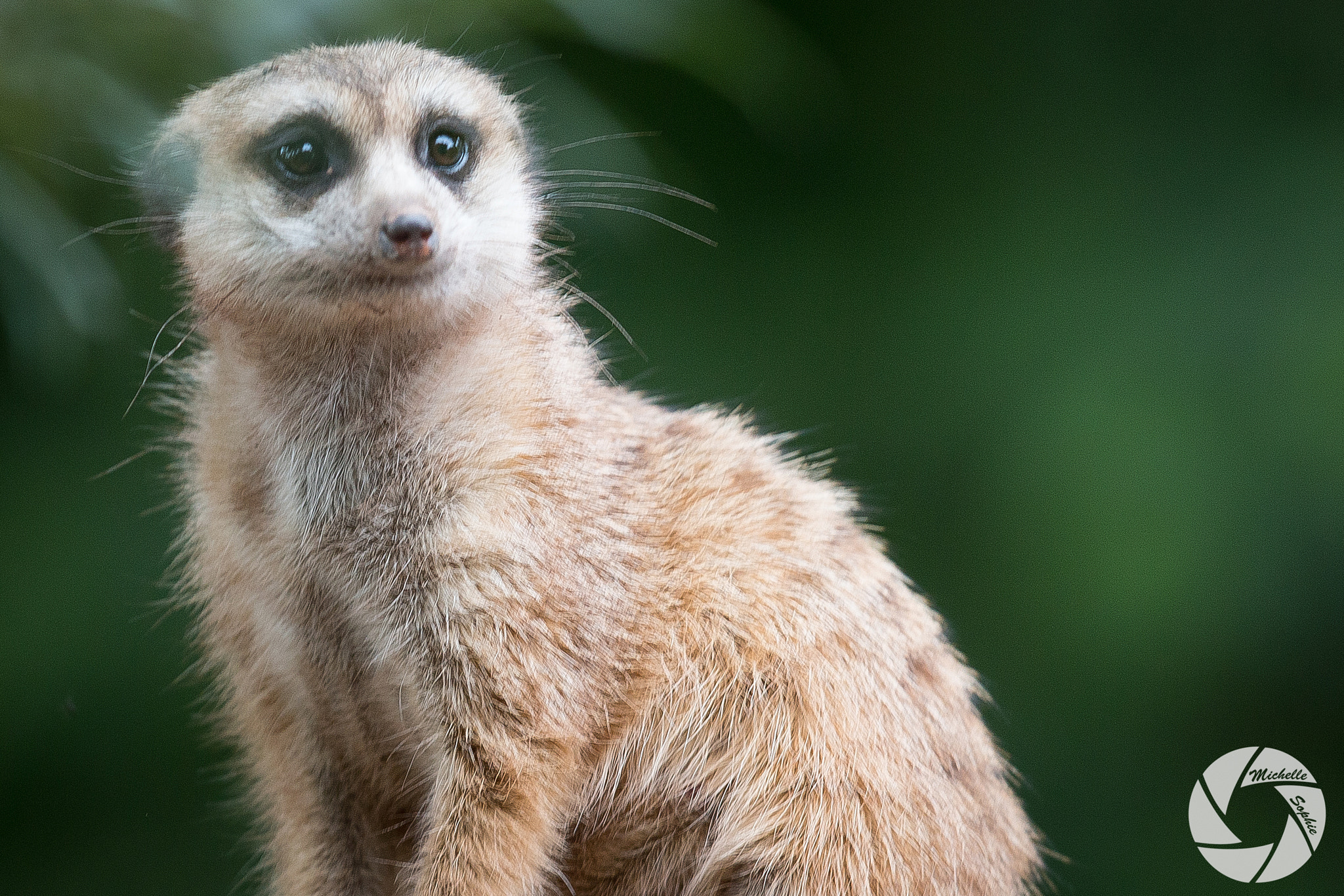 Canon EF 400mm F2.8L IS USM sample photo. Erdmännchen/ meerkat photography