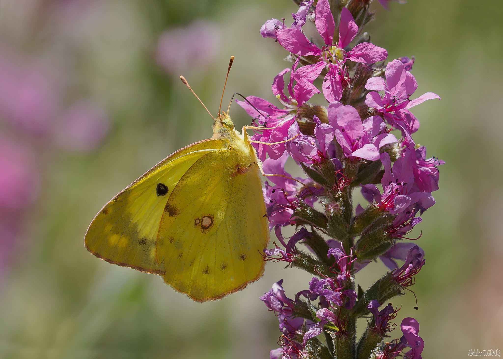 Canon EF 100mm F2.8 Macro USM sample photo. Güzel azamet / colias alfacariensis photography