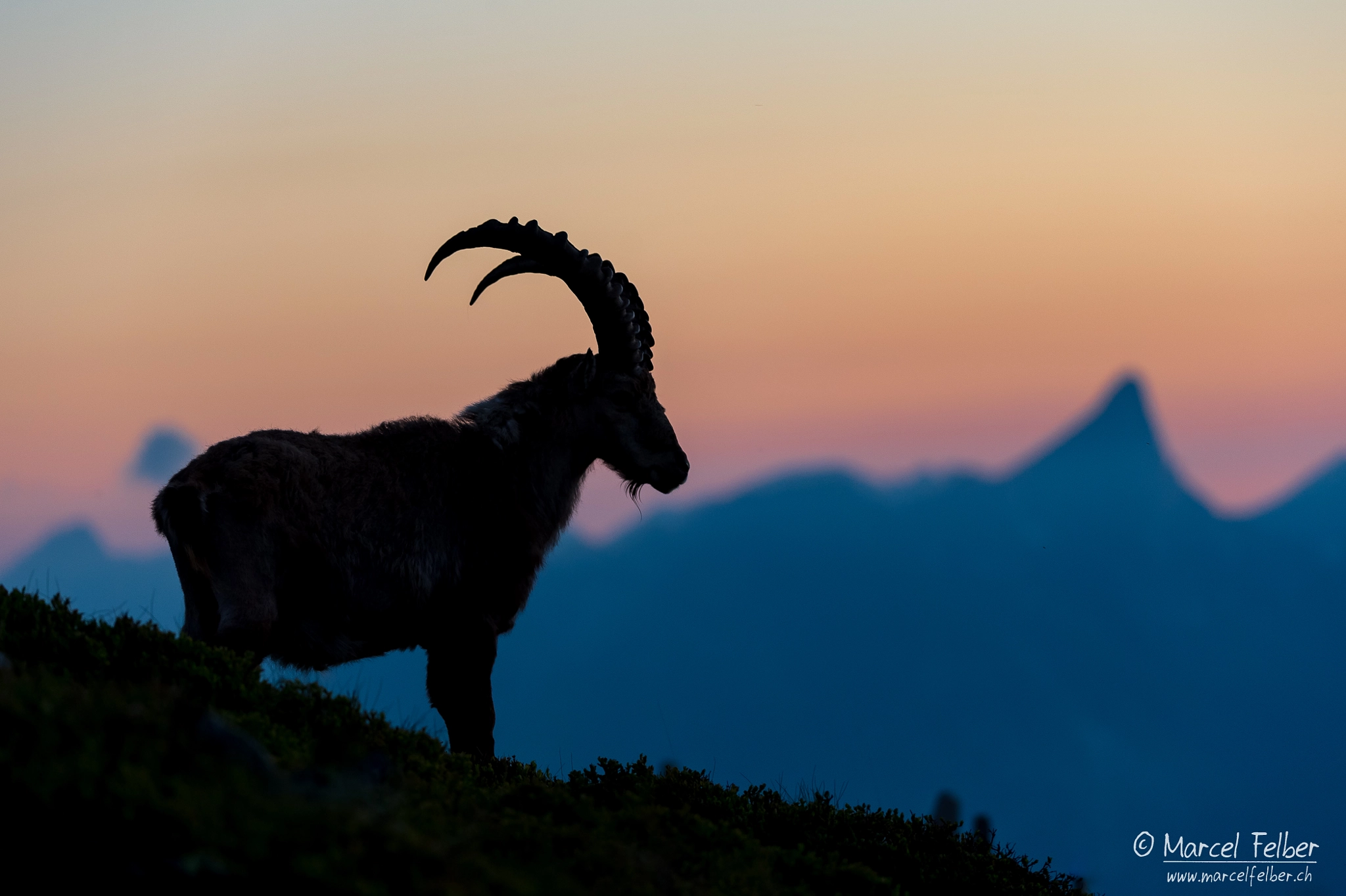 Nikon D4 sample photo. King of the alps photography