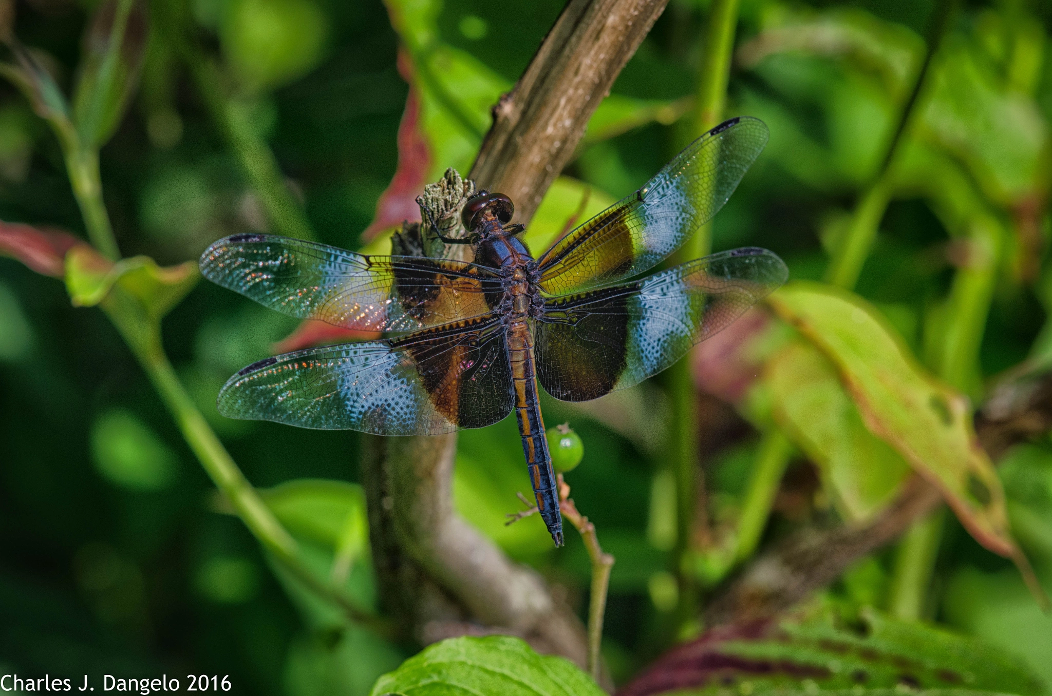 Nikon AF-S DX Micro-Nikkor 85mm F3.5G ED VR sample photo. Dragonfly photography