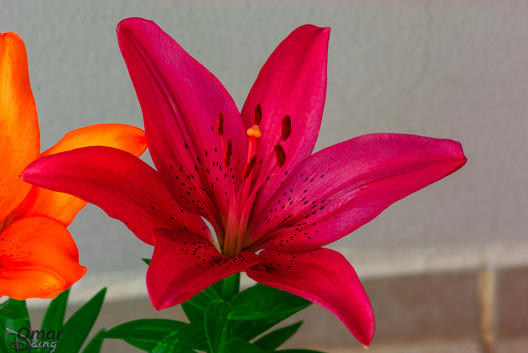 Pentax K10D + Sigma sample photo. Lilium - lily - zambak (hybrit) - 1 photography