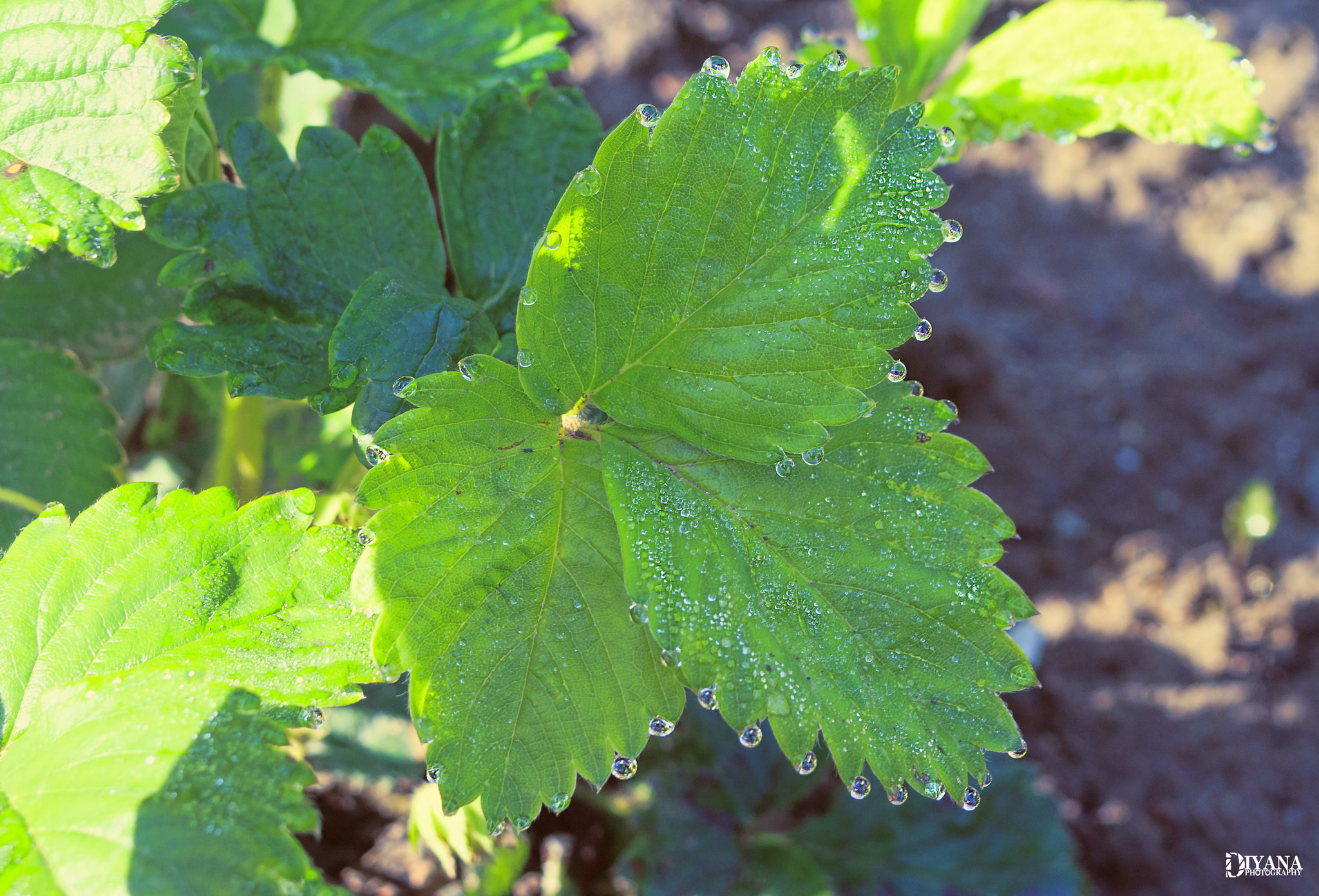 Canon EF 38-76mm f/4.5-5.6 sample photo. Droplets photography