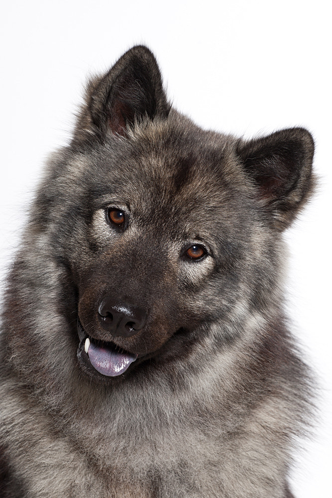Canon EOS-1D Mark III sample photo. Eurasian dog photography