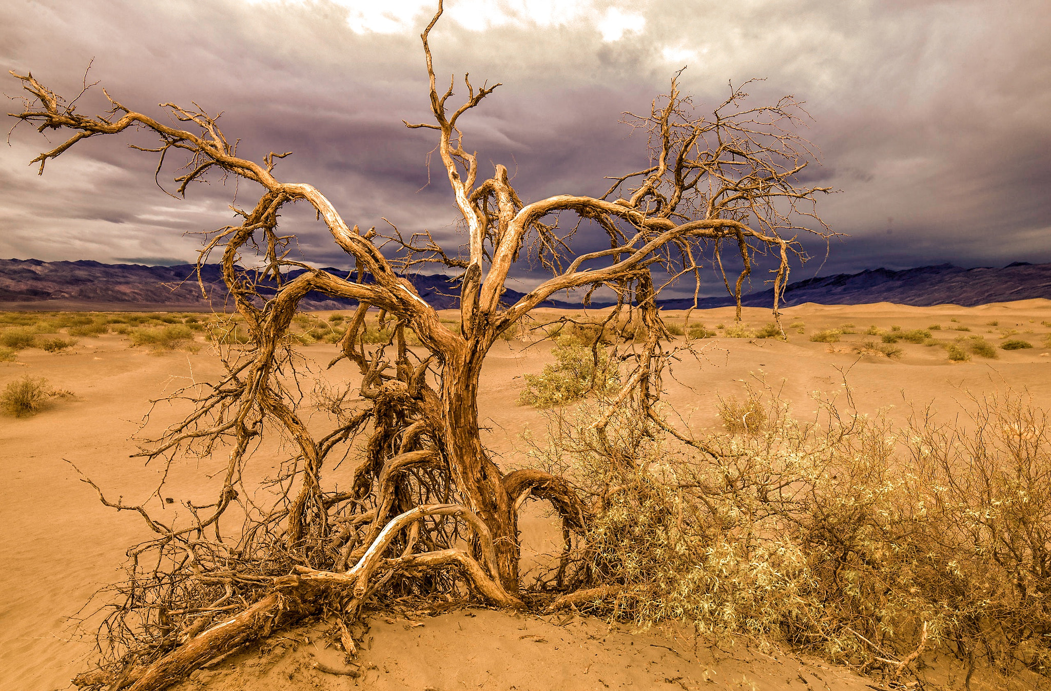 Leica Tri-Elmar-M 16-18-21mm F4 ASPH sample photo. Death valley. living mesquite tree near devil's go ... photography