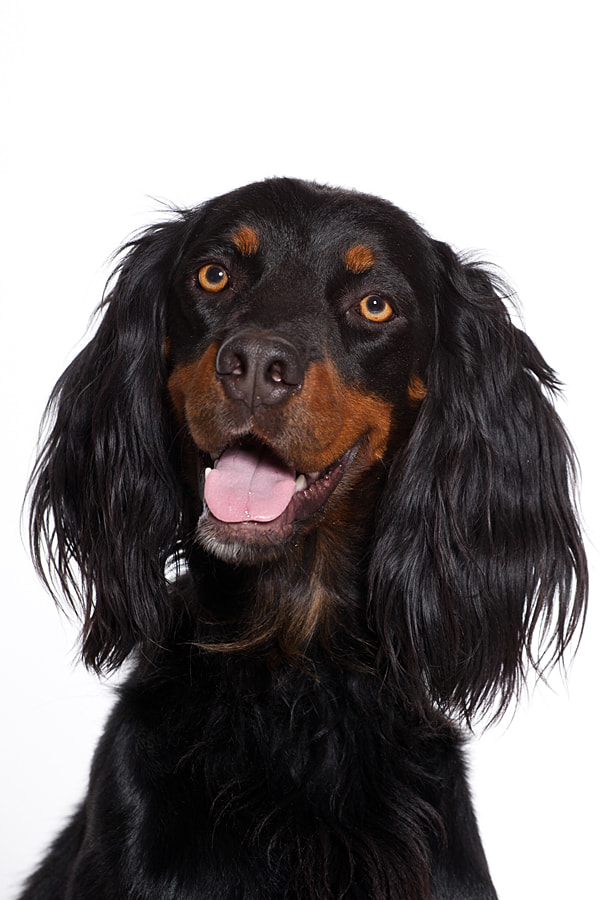 Canon EOS-1D Mark III sample photo. Gordon setter photography