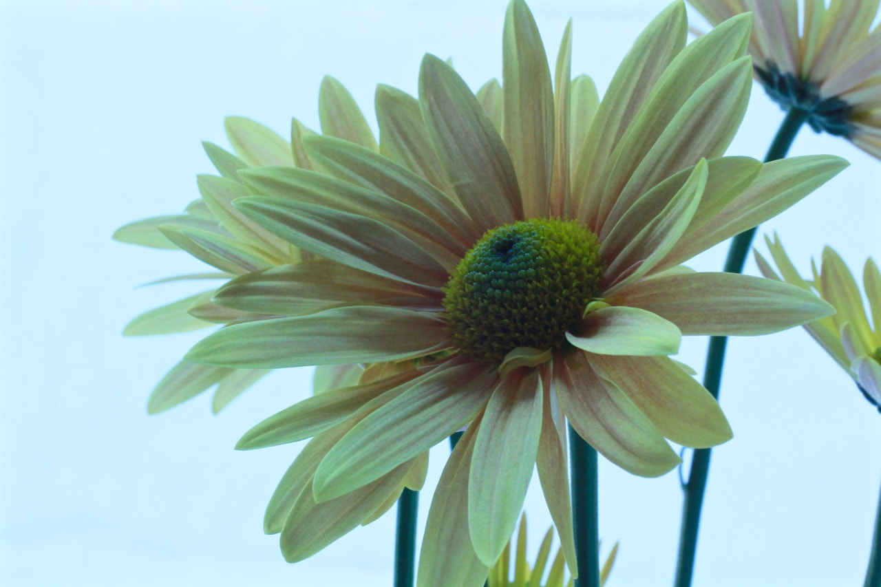 Canon EOS 60D + Canon EF 50mm F2.5 Macro sample photo. Flower macro 5 photography