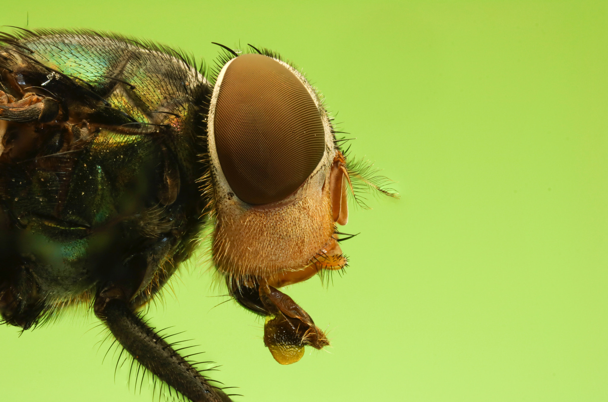 Canon MP-E 65mm F2.5 1-5x Macro Photo sample photo. Mosca verde 2.3x photography