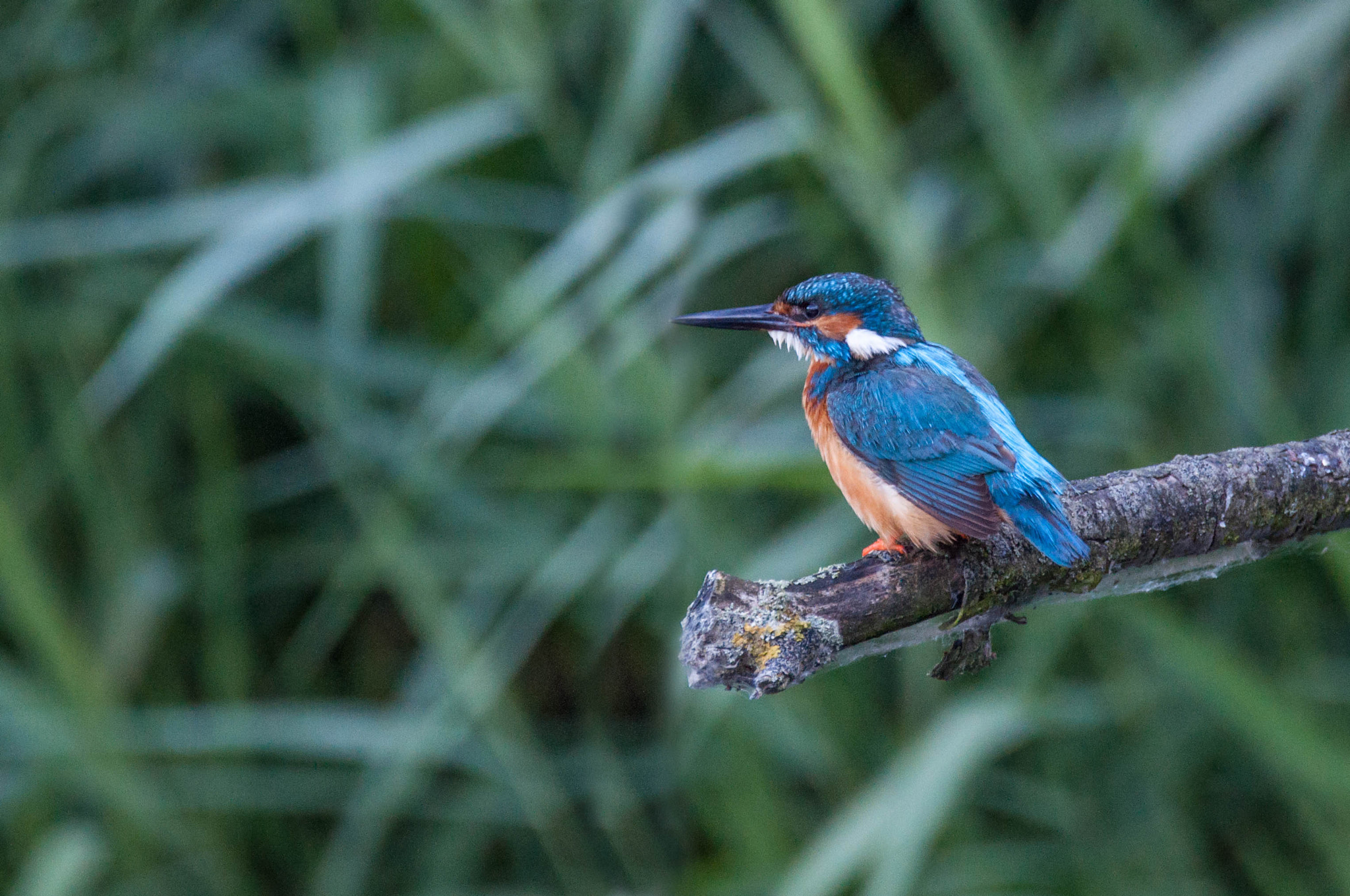 Sigma 150-600mm F5-6.3 DG OS HSM | C sample photo. Ijsvogel photography