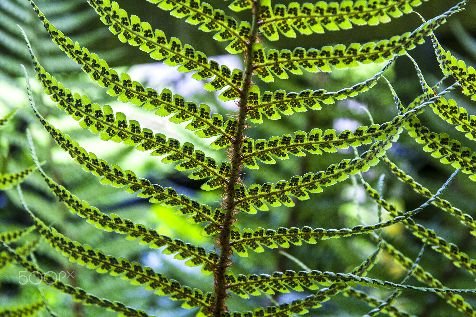 Canon EOS 450D (EOS Rebel XSi / EOS Kiss X2) sample photo. Fern ready to spore photography