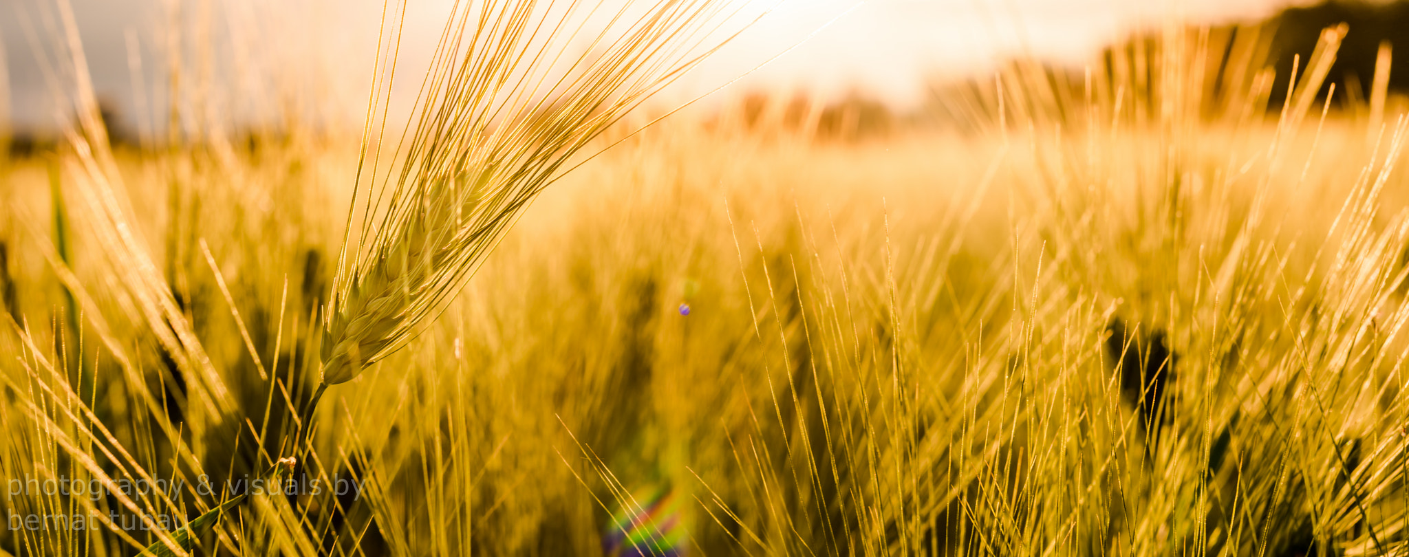 Nikon D810 + Sigma 50mm F1.4 EX DG HSM sample photo. The golden field photography