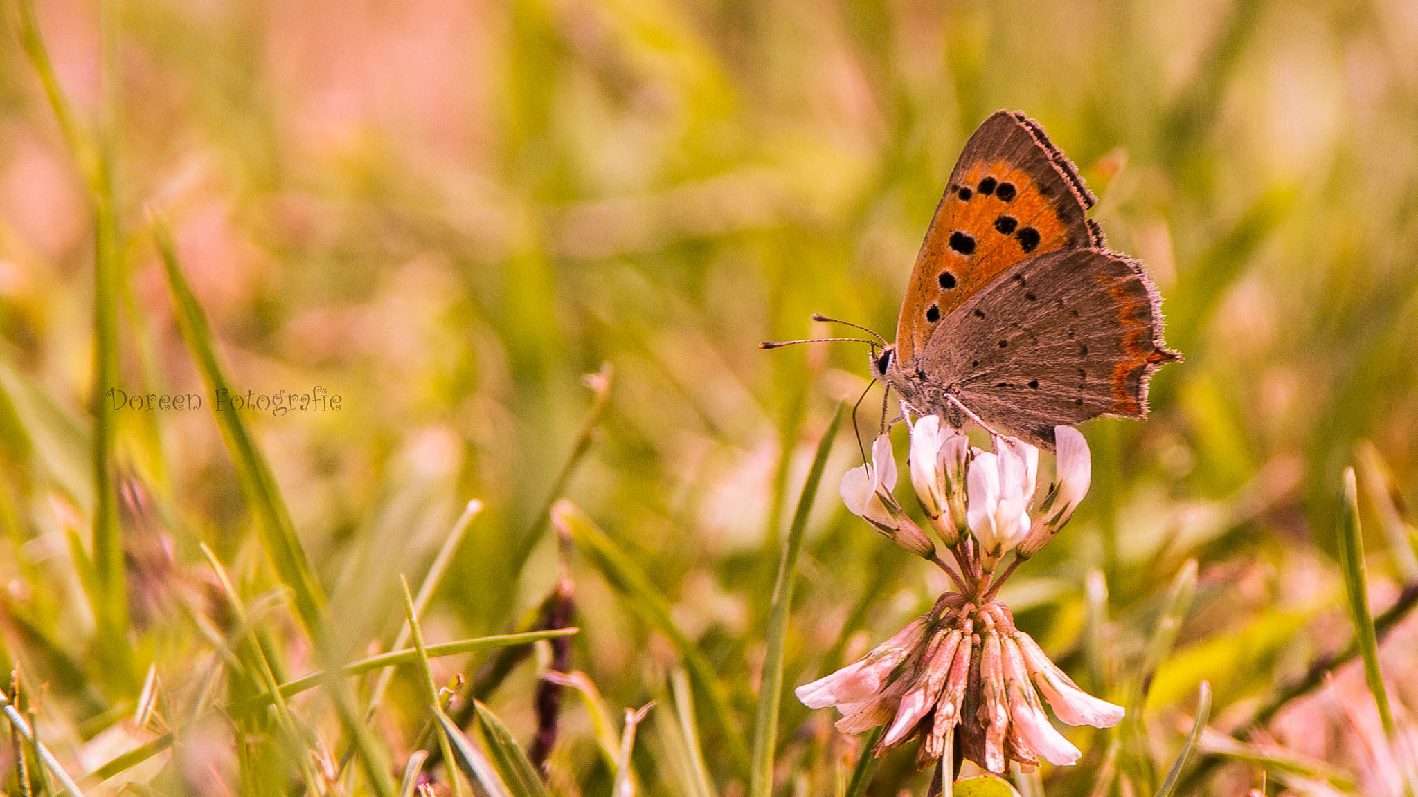 Canon EOS 650D (EOS Rebel T4i / EOS Kiss X6i) sample photo. Butterfly photography